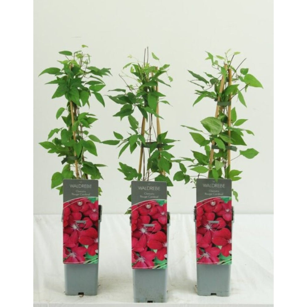 Klematis – Clematis 'Rouge Cardinal' - C2 50-60 CM 3 Stick
