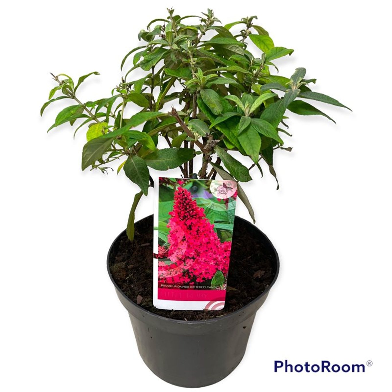 Sommarlilja – Buddleja d. 'B. Candy Little Ruby' - C3