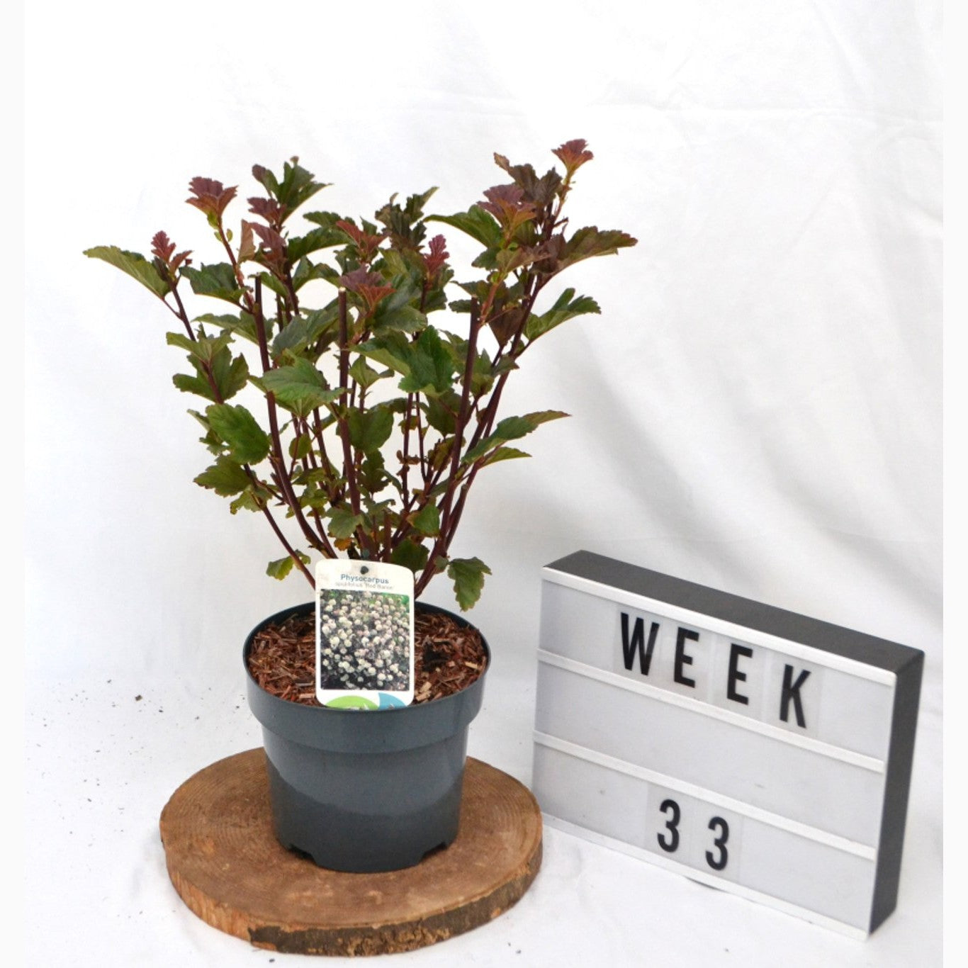 Smällspirea – Physocarpus opulifolius 'Red Baron' - C3 20-40 CM