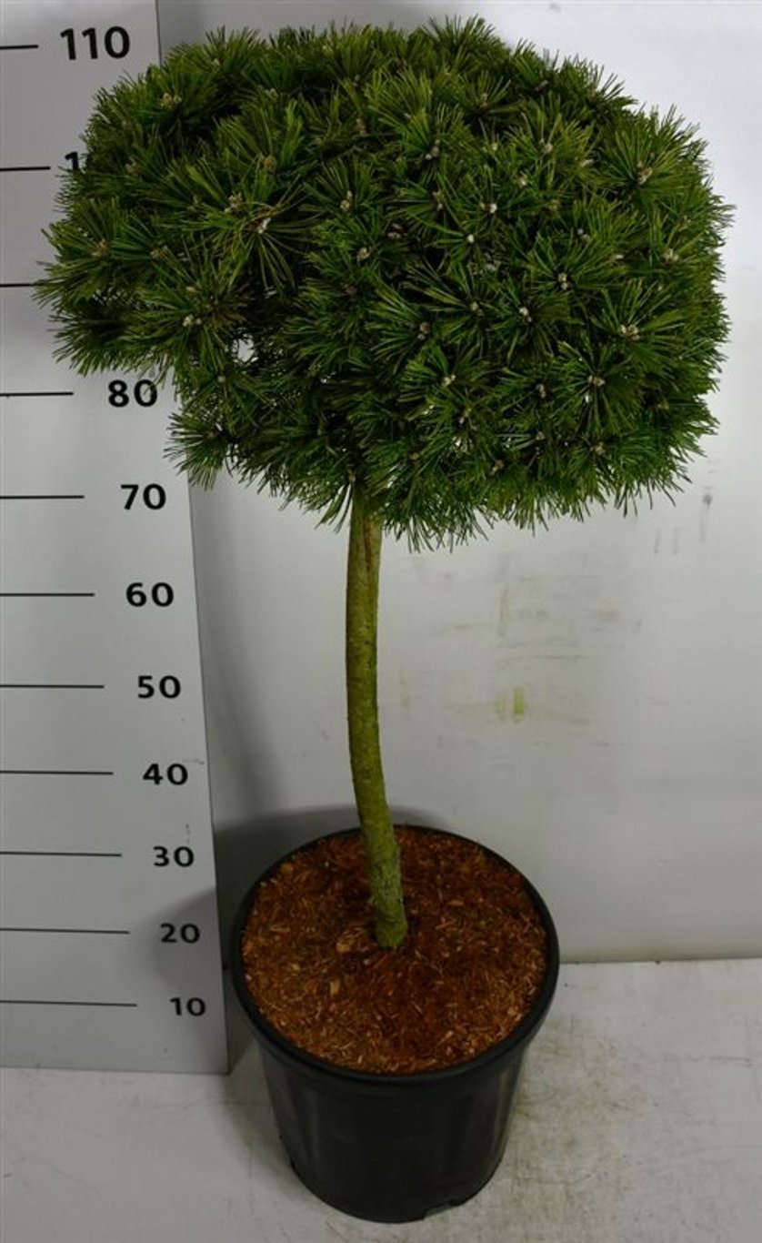 Bergtall – Pinus mugo &