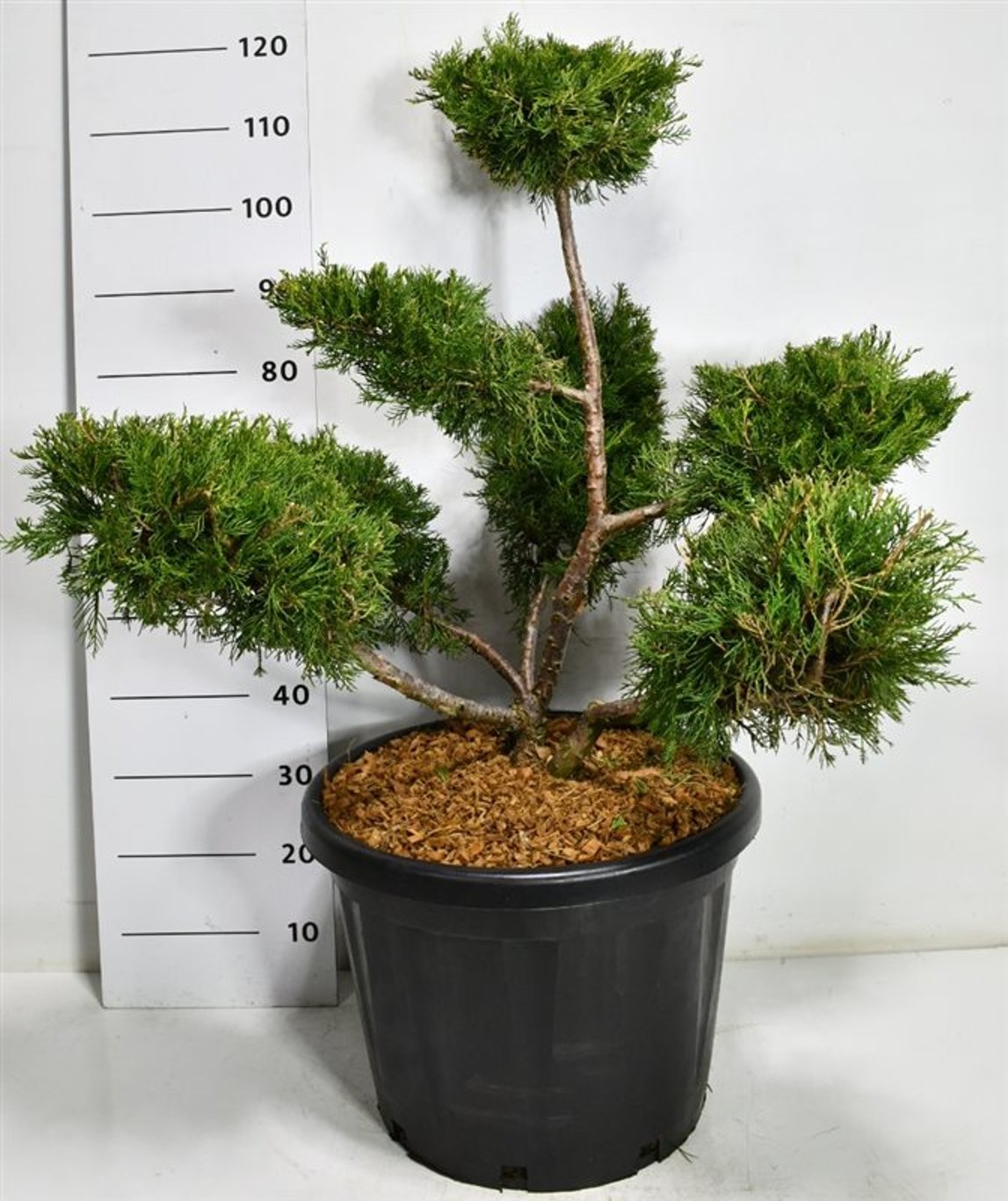 Kinesisk en – Juniperus chinensis &
