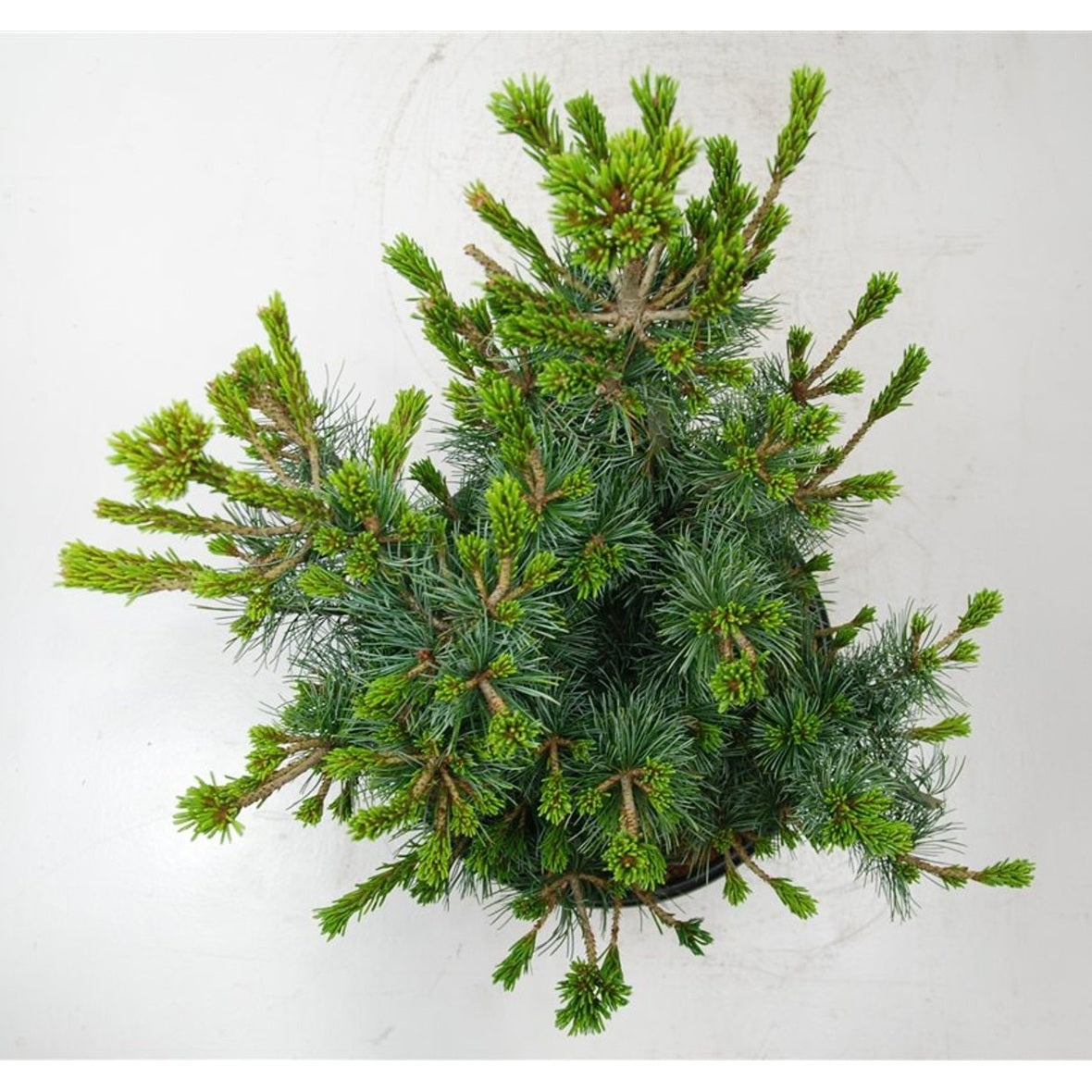 Japansk vittall – Pinus parviflora 'Negishi' - C13 50-60 cm.