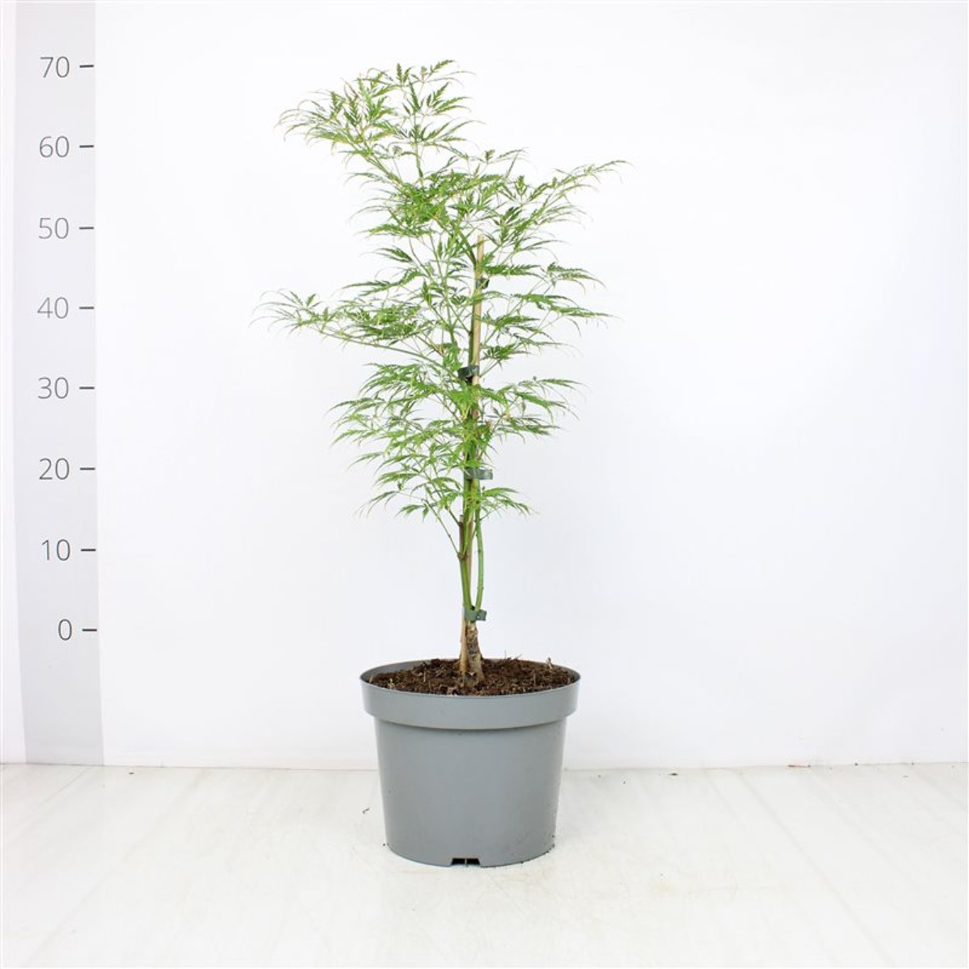 Japansk lönn – Acer pal. 'Dissectum' - C5 50-60 CM