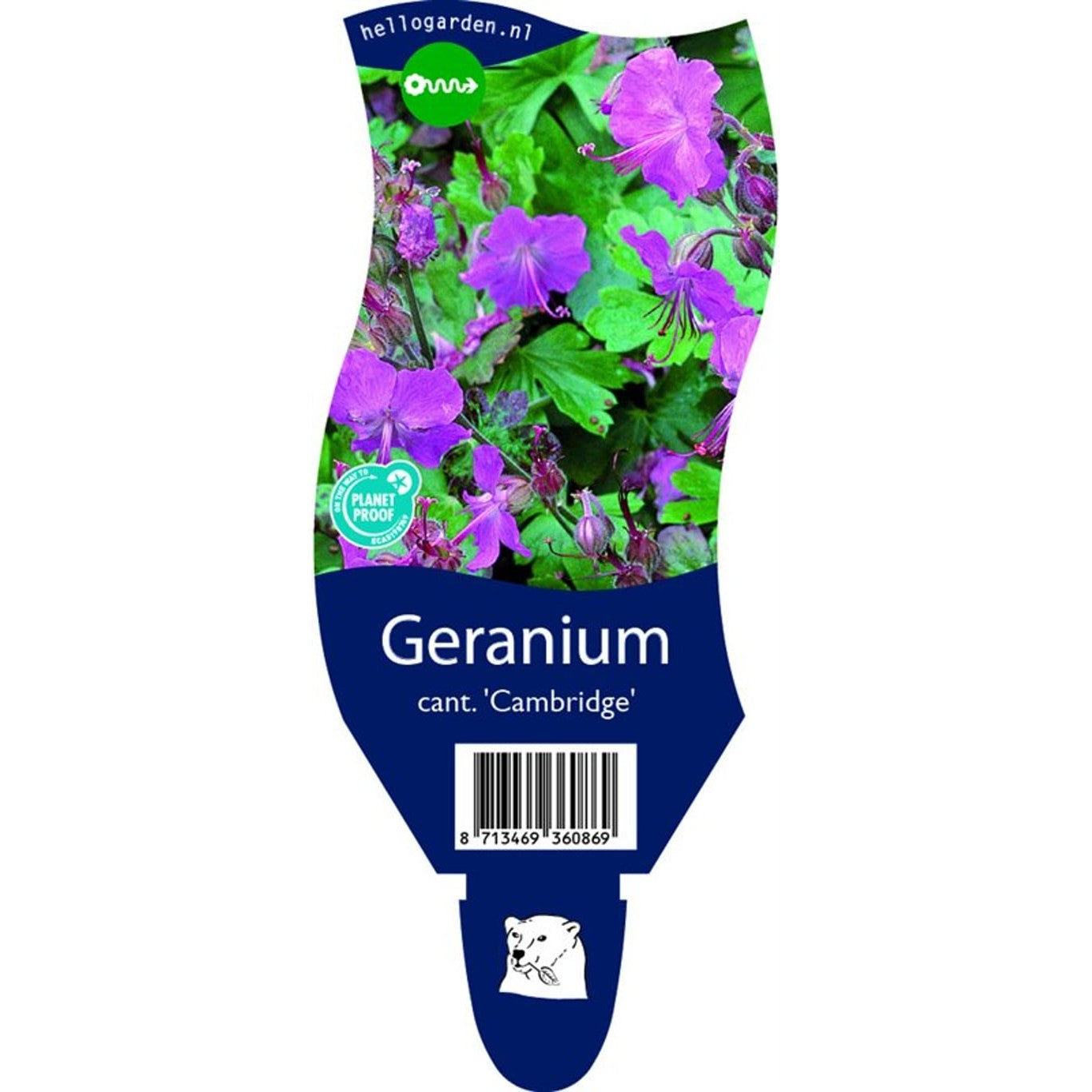 Näva – Geranium cantabrigiense 'Cambridge' - P11
