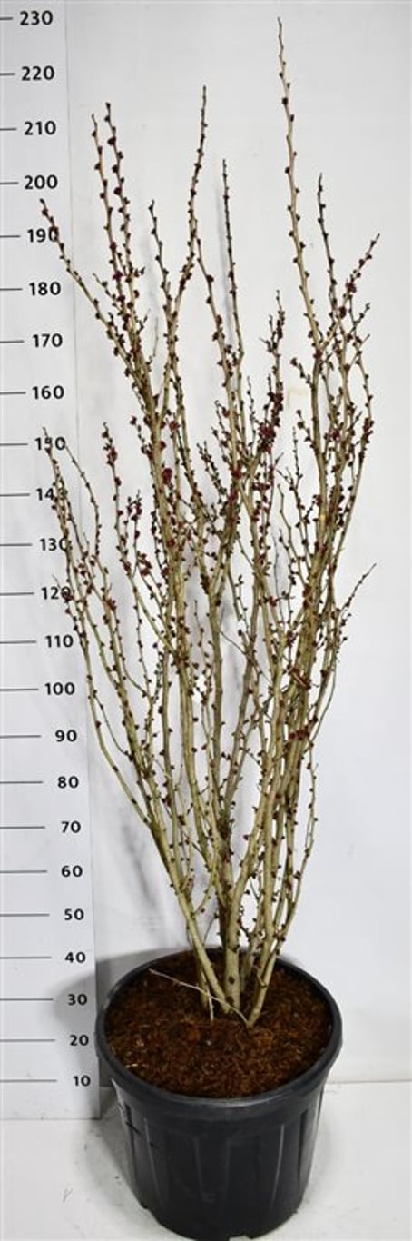 Kinesisk judasträd – Cercis chinensis &