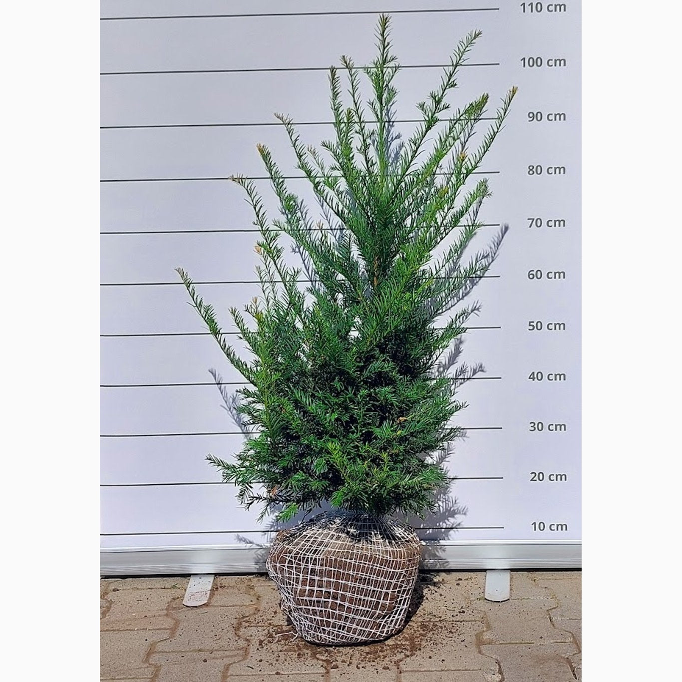 Idegran – Taxus baccata - 60-80 CM RB