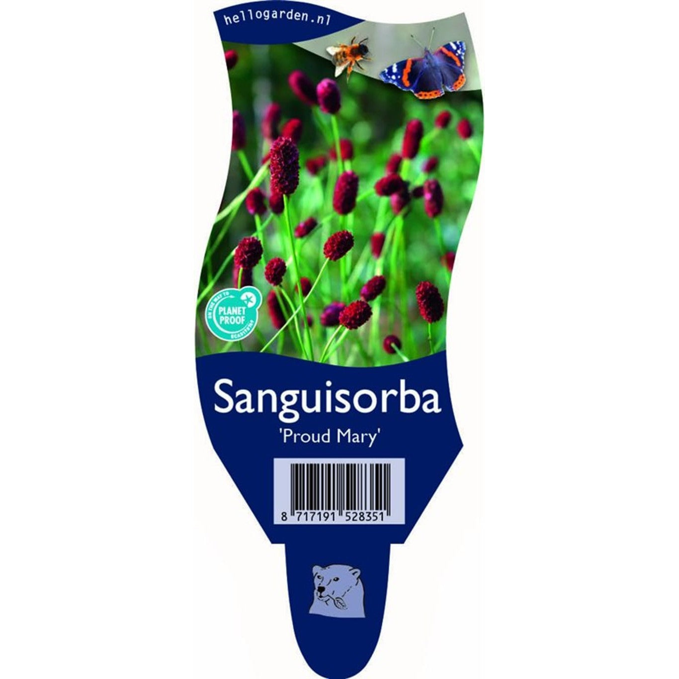 Blodtopp – Sanguisorba 'Proud Mary' - P11