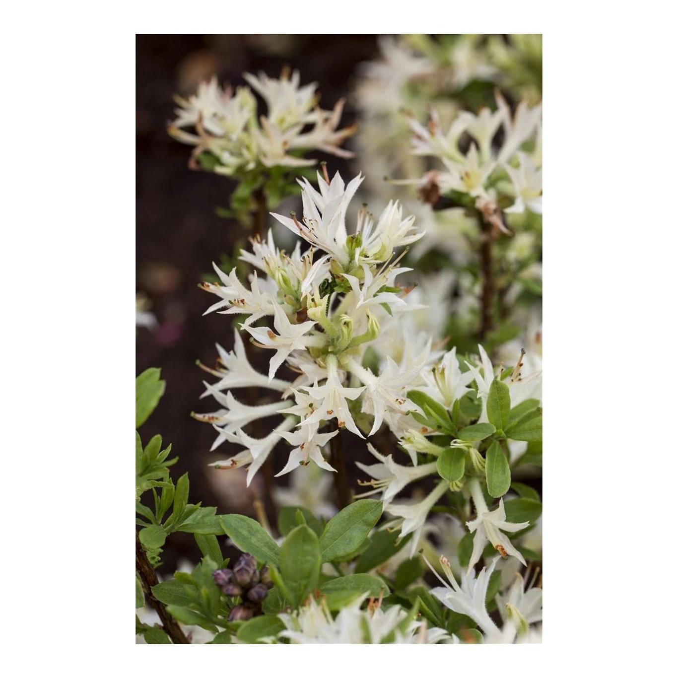 Rhododendron – Rhododendron atlanticum - C5 30-40 CM