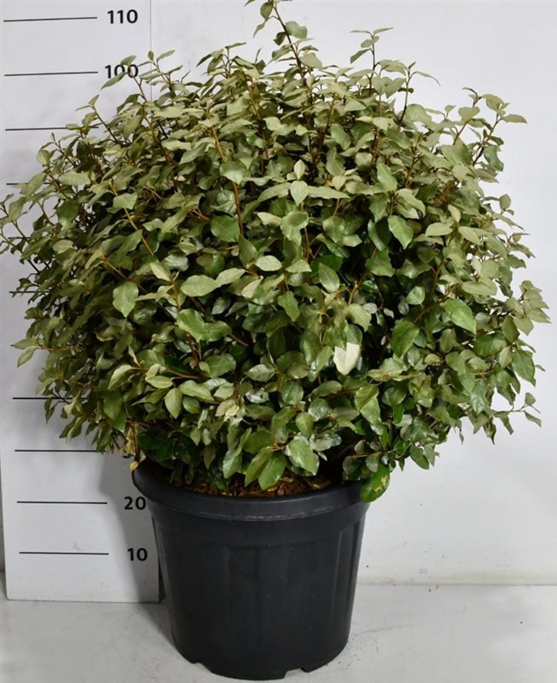 Silverolvon – Elaeagnus ebbingei &