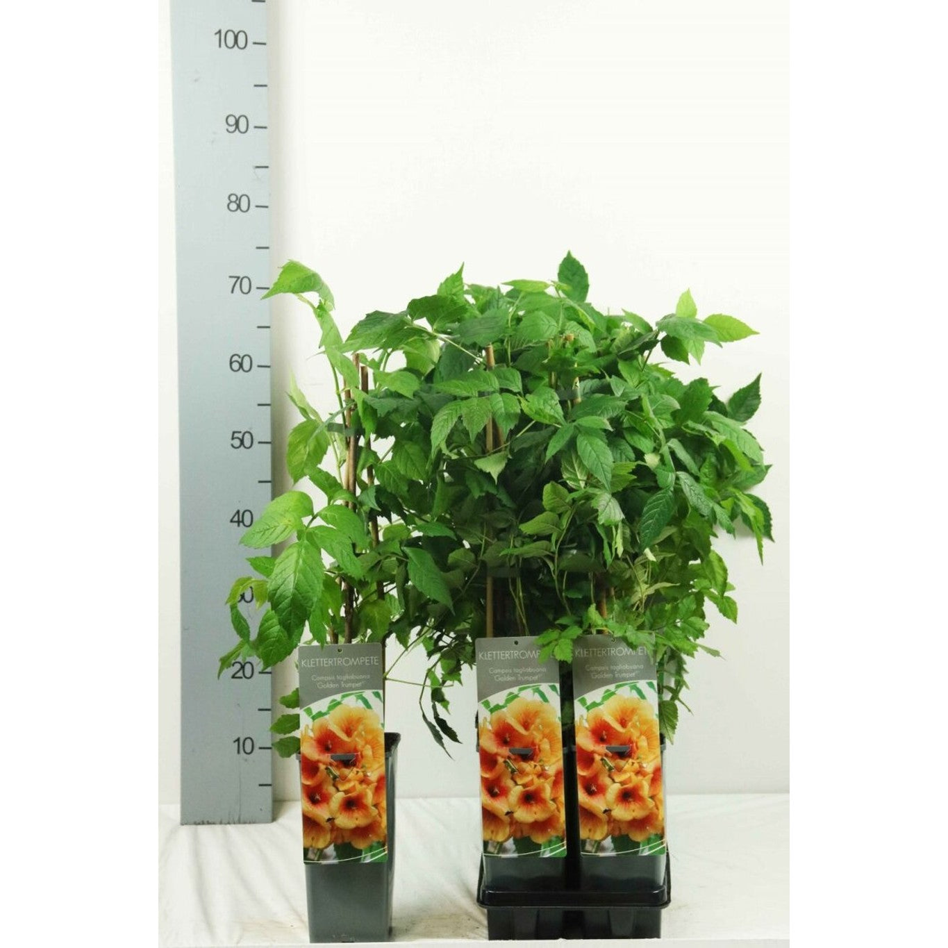 Trumpetranka – Campsis tagliabuana &