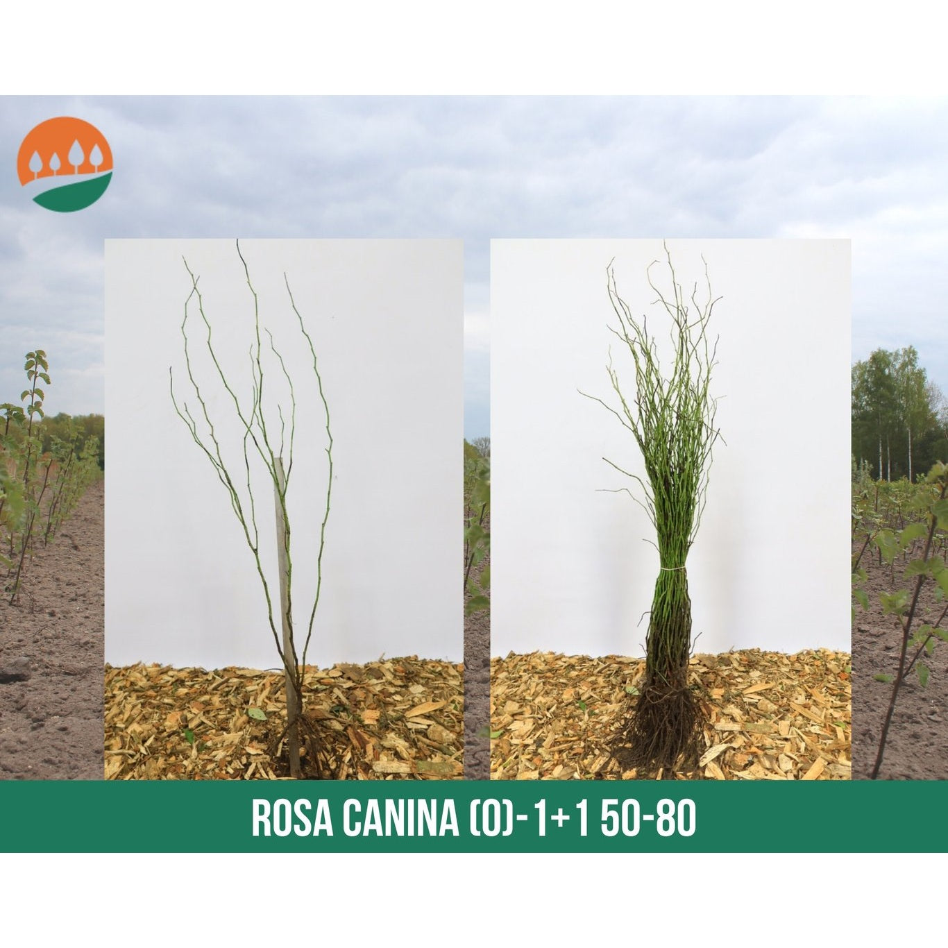 Hunderos – Rosa (o); canina - 60-100 CM bare root 1/1