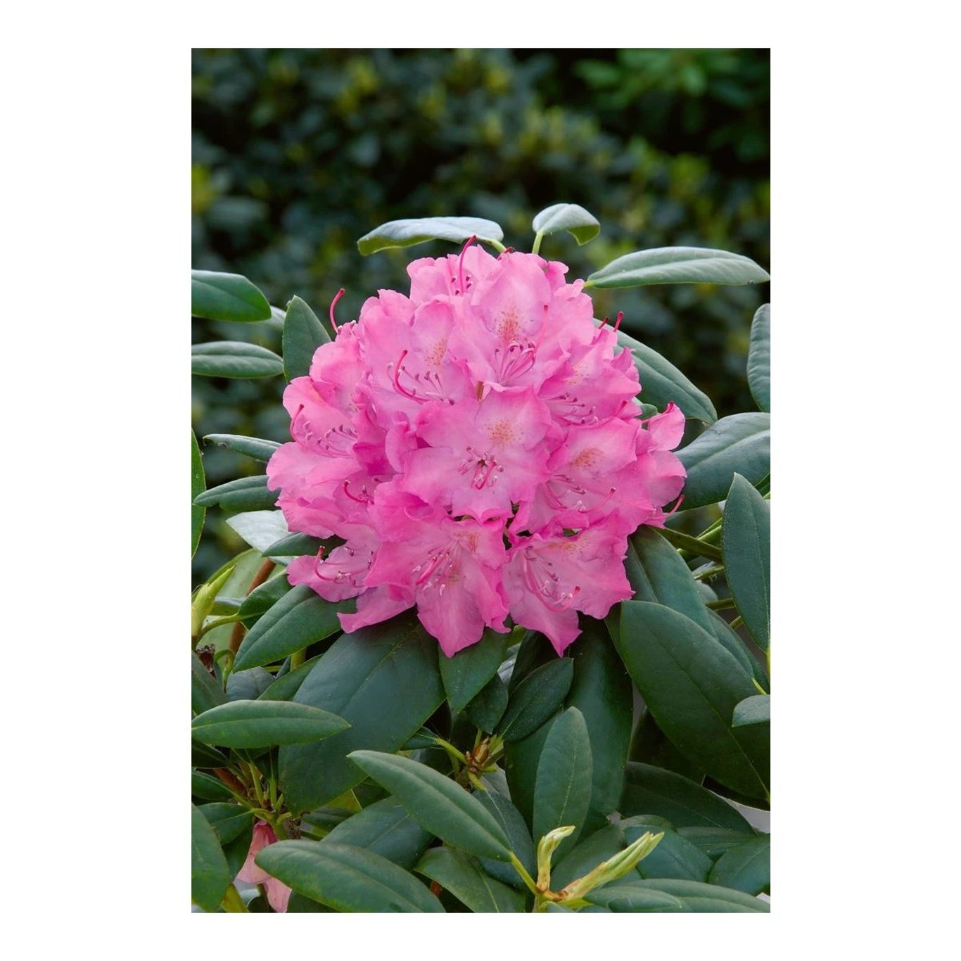 Rhododendron – Rhododendron 'Roseum Elegans' - C5 30-40 CM