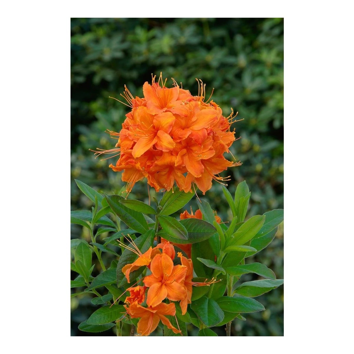 Rhododendron – Rhododendron (AZ); 'Rumba' - C5 40-50 CM