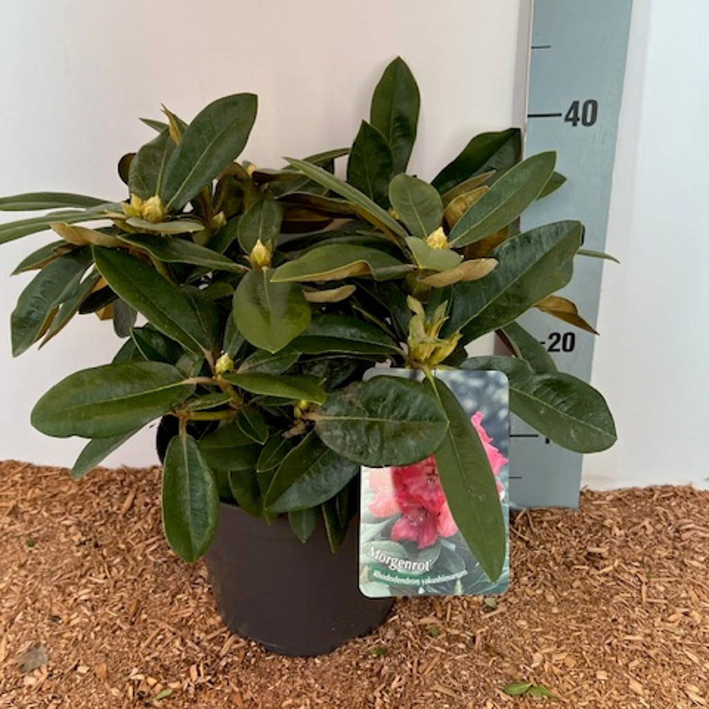 Rhododendron – Rhododendron (Y); 'Morgenrot' - C5 25-30 CM