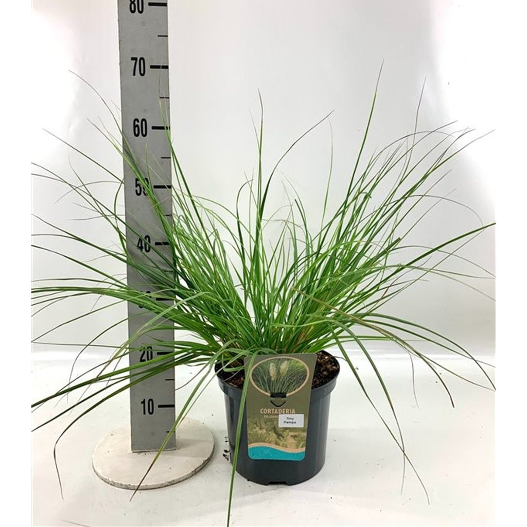 Pampasgräs – Cortaderia selloana 'Tiny Pampa' - C5