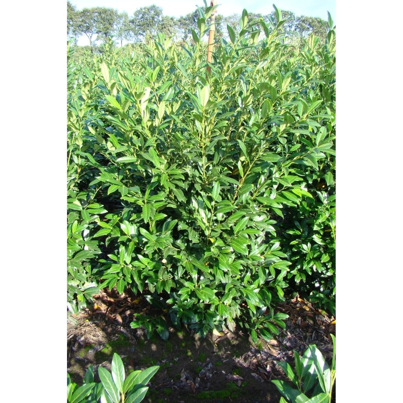 Lagerkörsbär – Prunus laurocerasus 'Herbergii' - 150-175 CM WRB