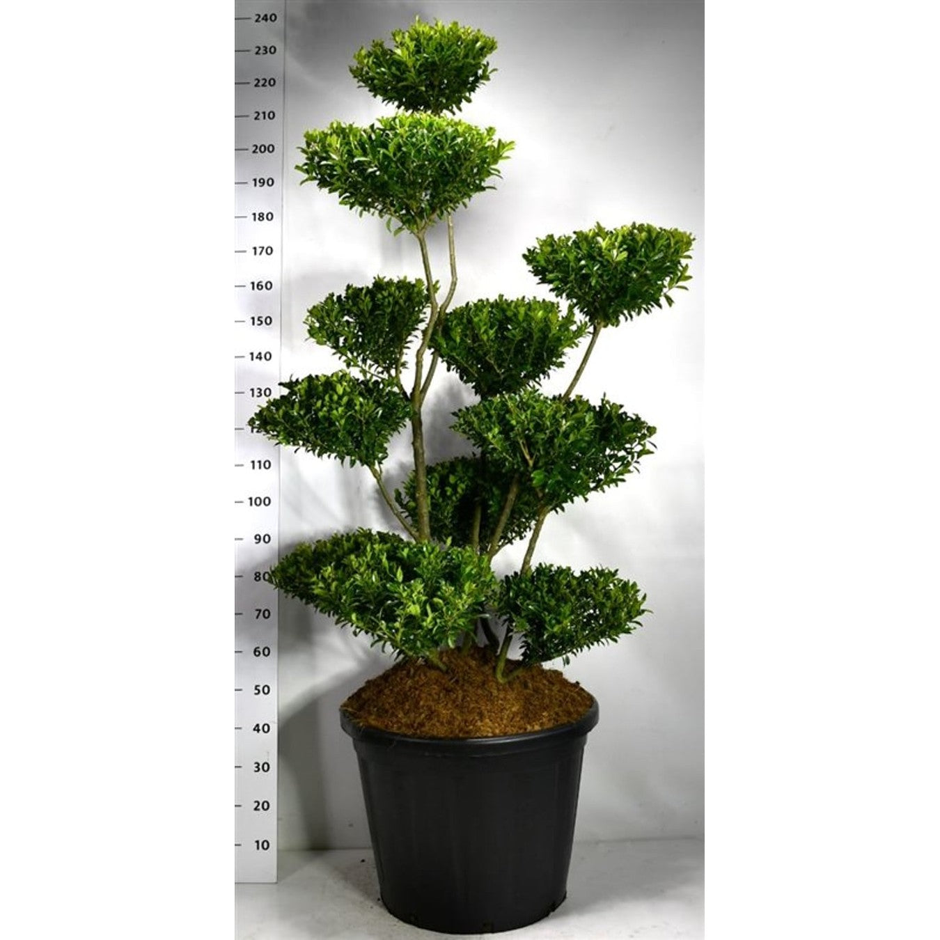 Ilex maximowicziana kanehirae - C110 150-175 cm. Bonsai