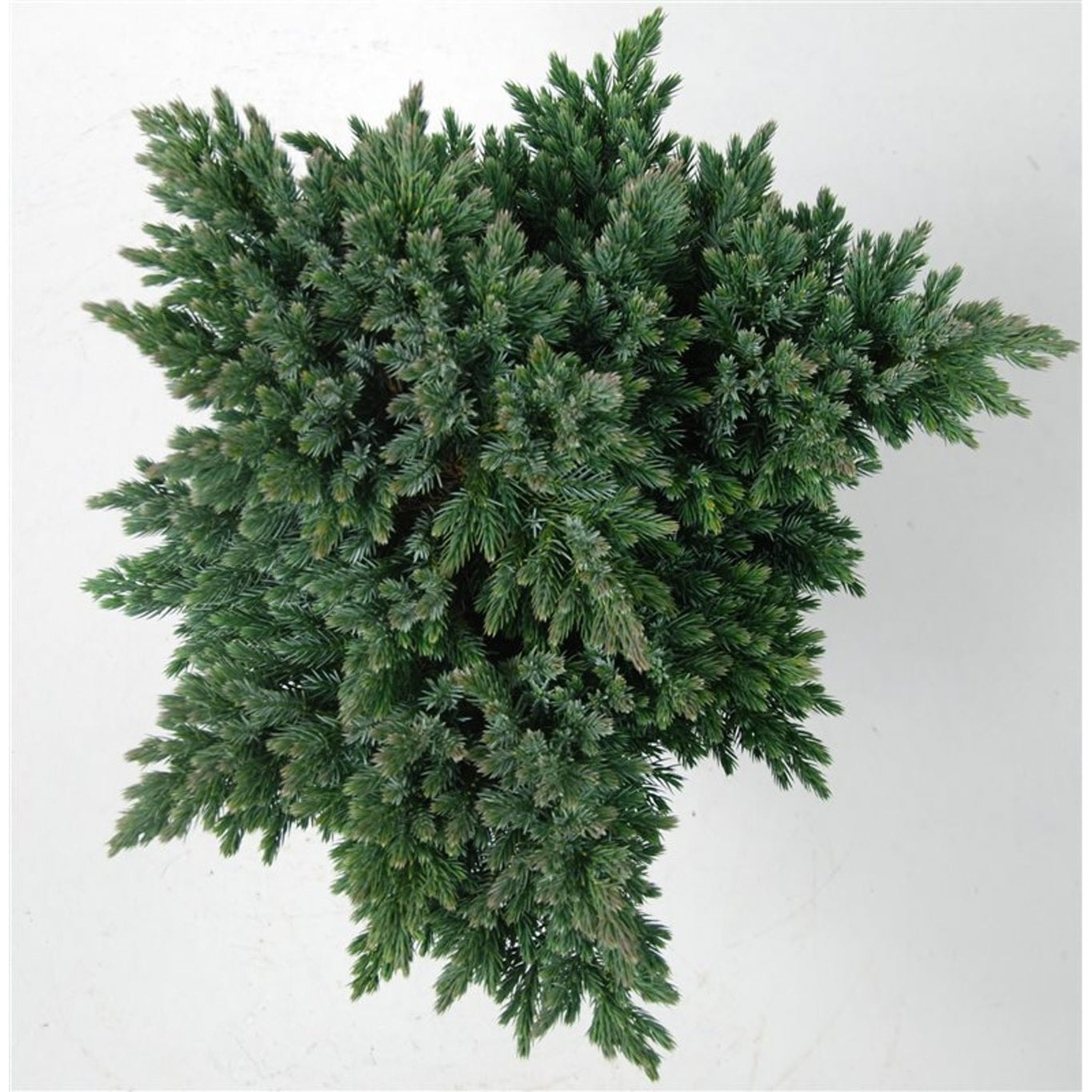 Himalaya-en – Juniperus squamata 'Blue Star' - C5 25-30 cm.