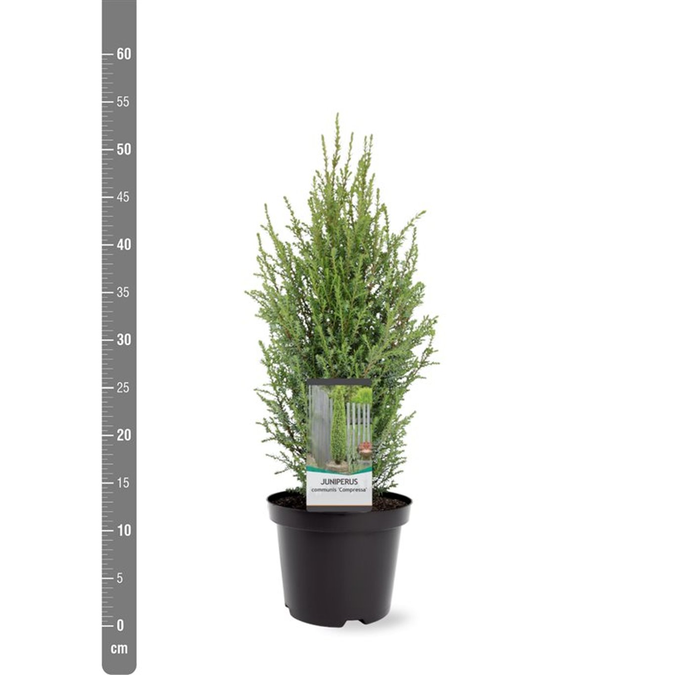 En – Juniperus communis 'Compressa' - C3 30-40 CM