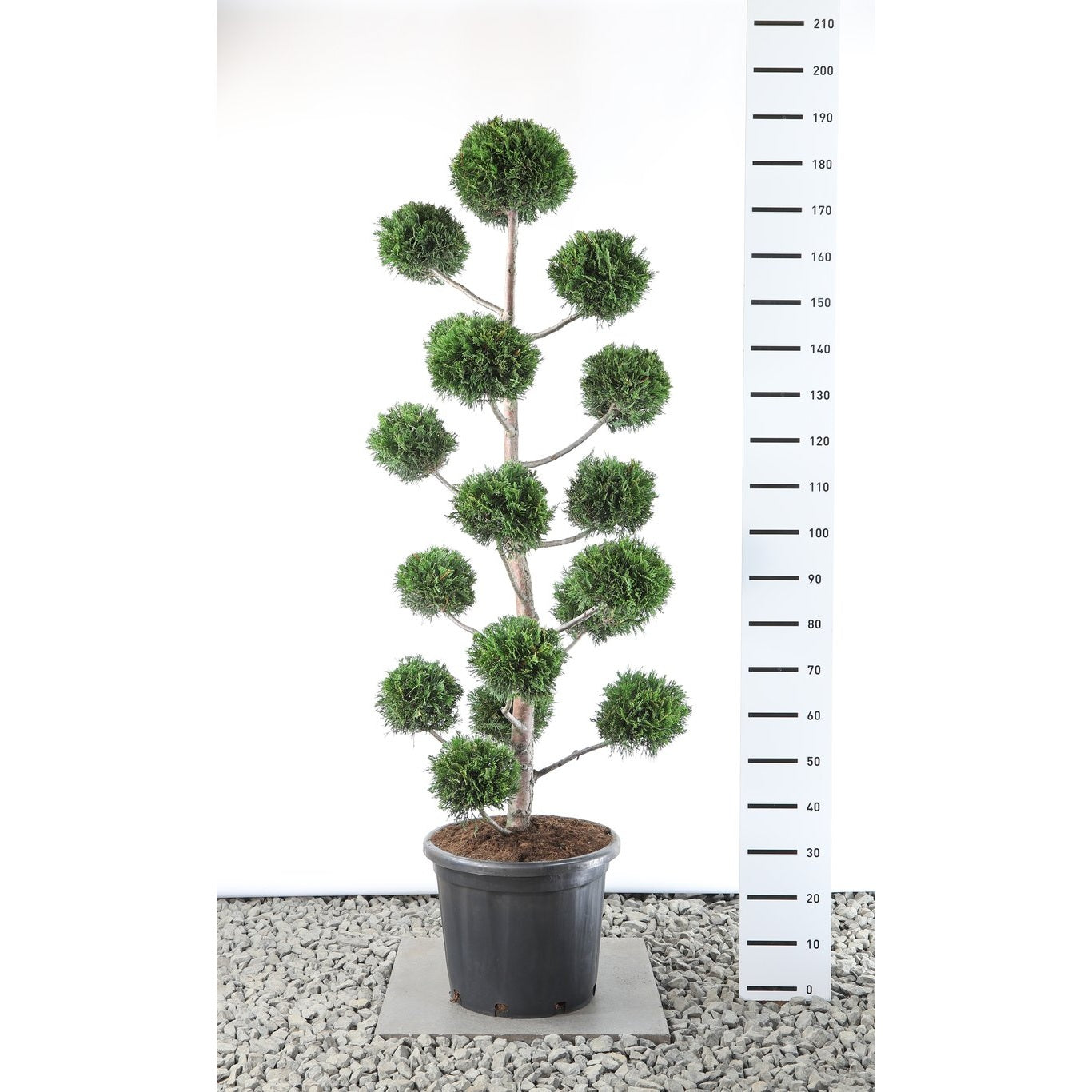 Leylandcypress – Cupressocyparis leylandii - 140-160 CM PonPon EXTRA in Cont.