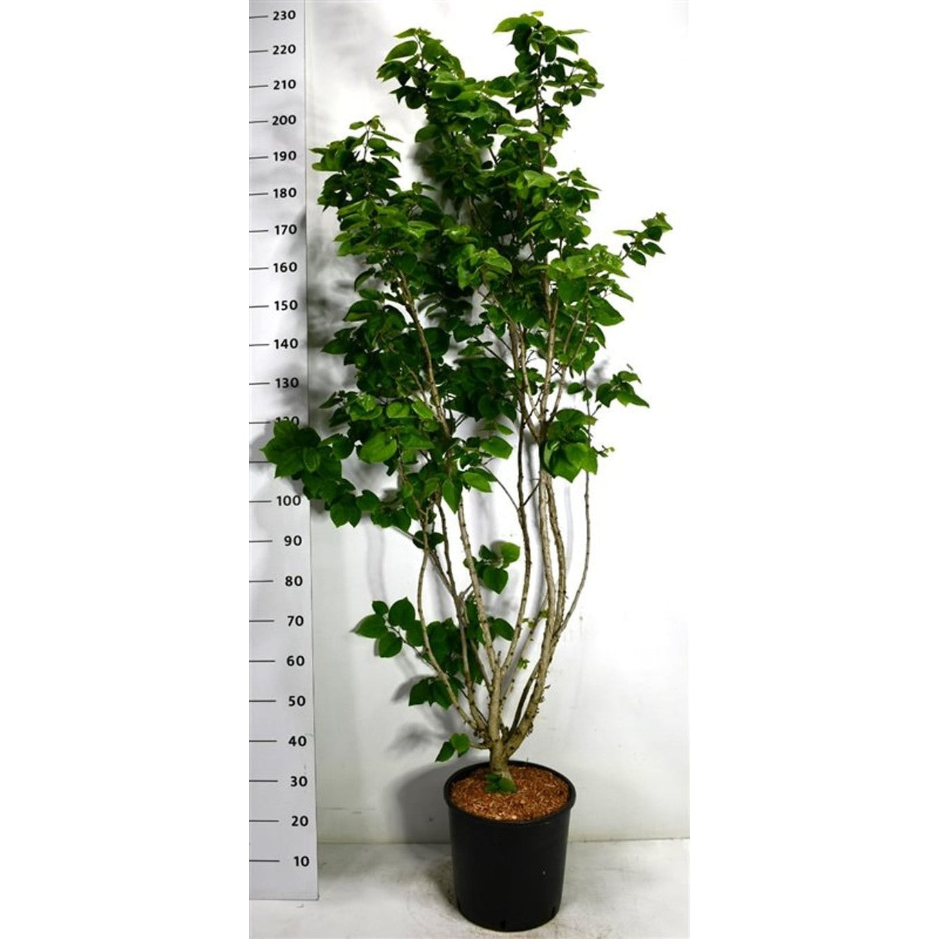 Kinesisk judasträd – Cercis chinensis 'Avondale' - C18 100-125 cm.