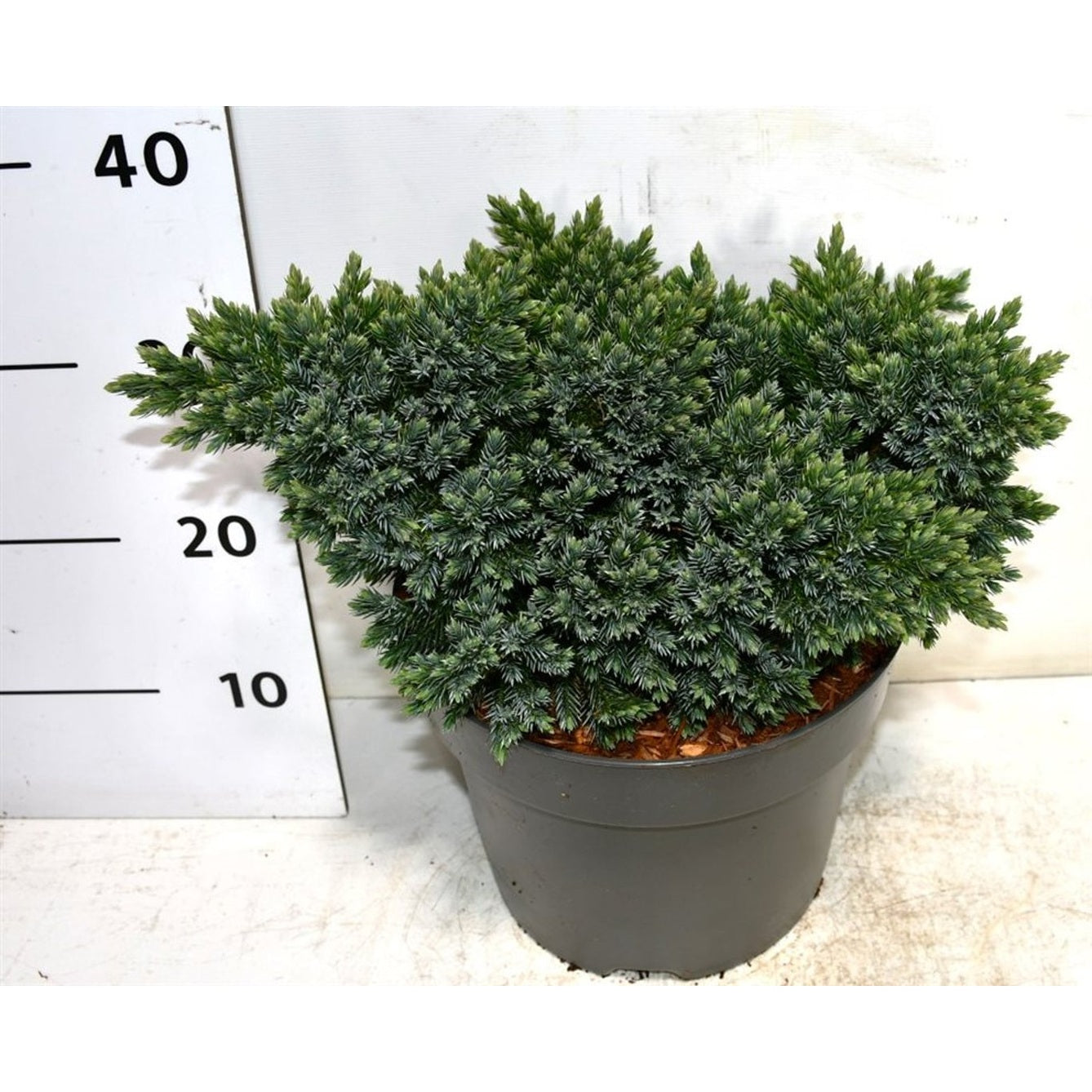 Himalaya-en – Juniperus squamata 'Blue Star' - C7.5 30-40 cm.