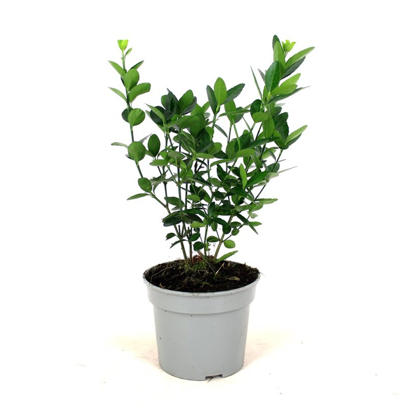 Japansk benved – Euonymus japonicus - C3 30-40 CM