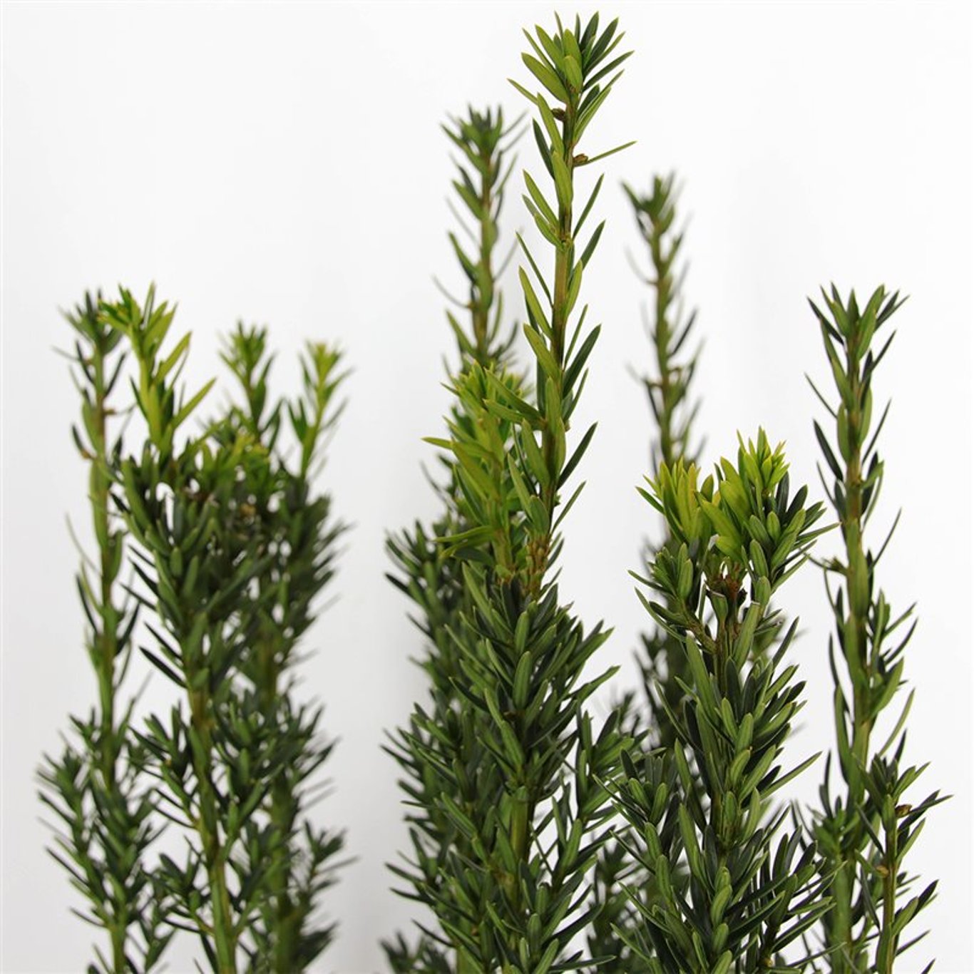 Hybrididegran – Taxus media 'Hillii' - C5 60-80 CM
