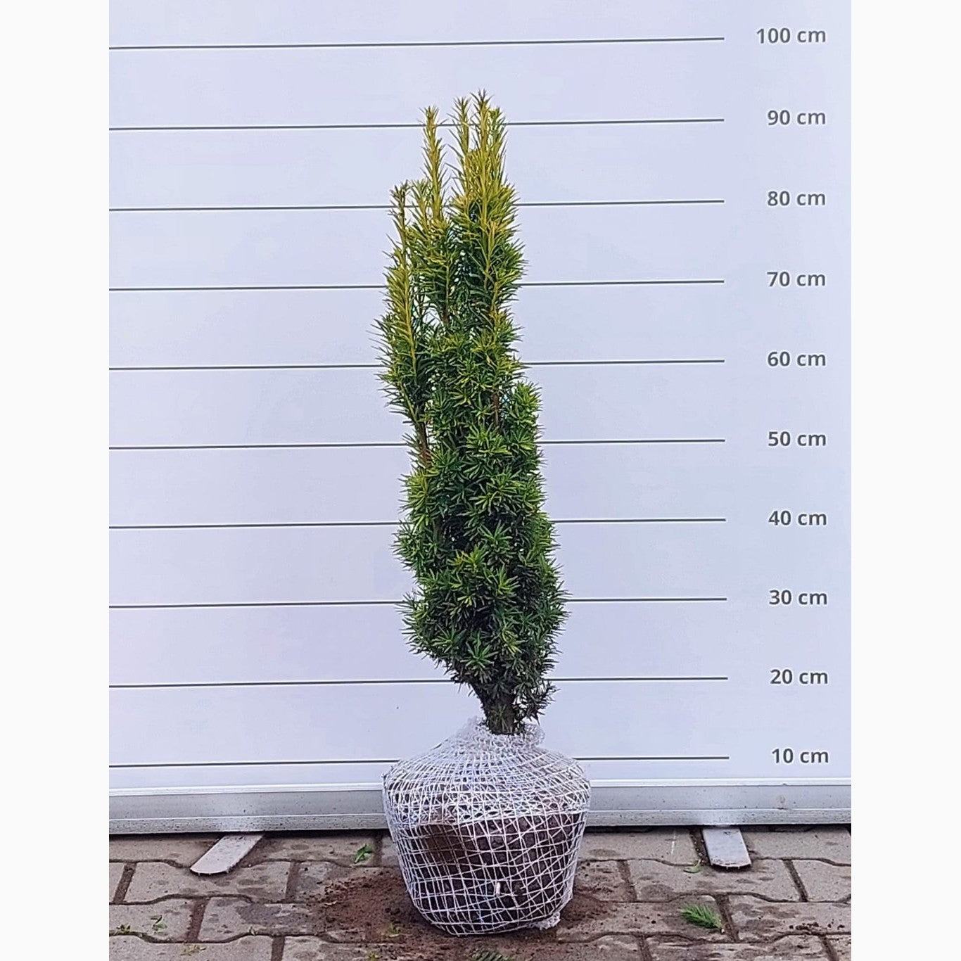 Idegran – Taxus baccata 'Fastigiata Aurea' - 60-70 CM RB