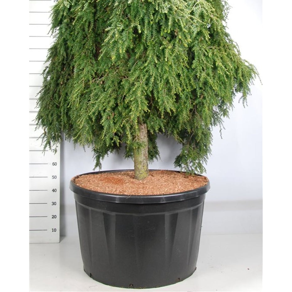 Hemlock – Tsuga canadensis 'Cole Prostrate' - C280 Halfstam