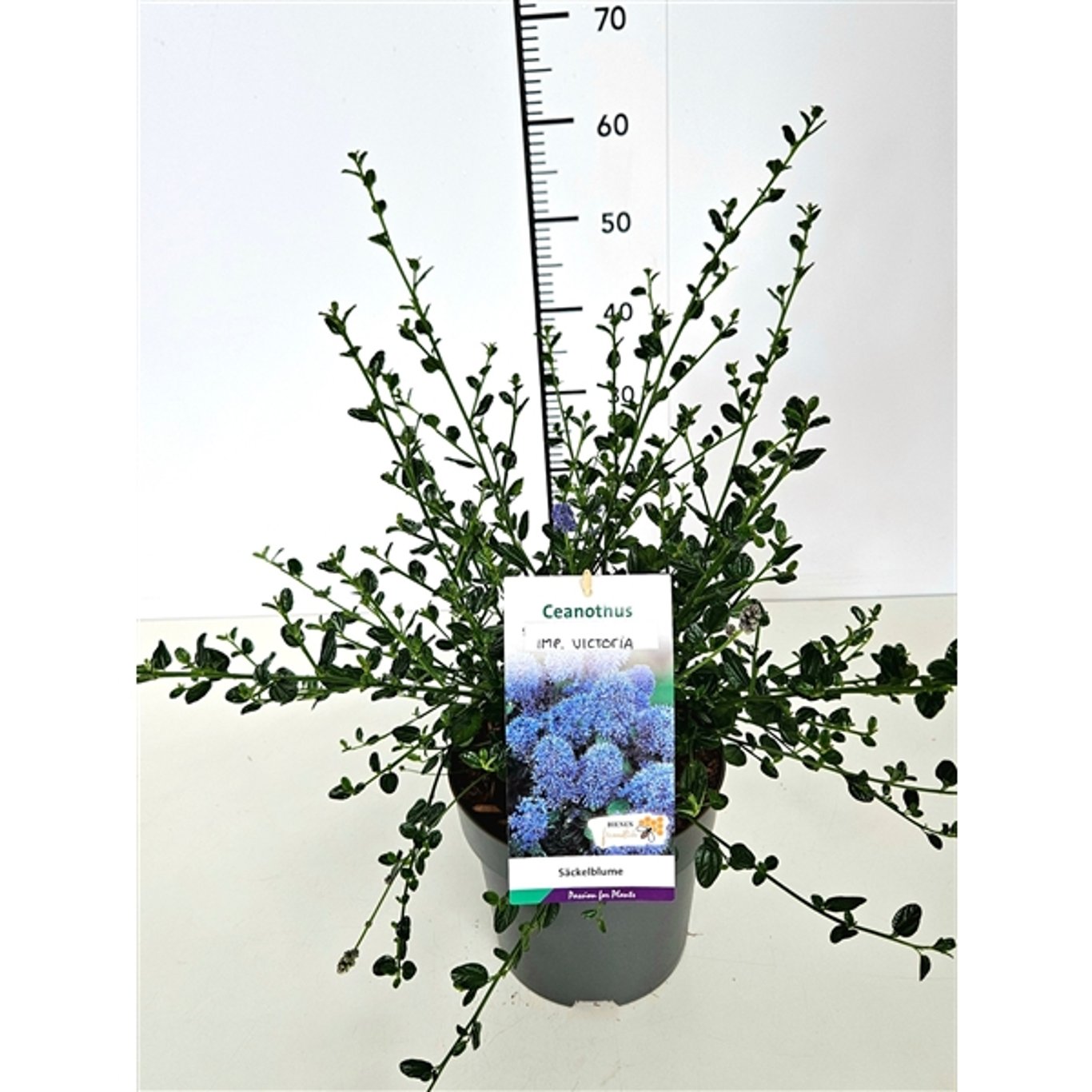 Blå Ceanothus – Ceanothus impressus 'Victoria' - C5 40-50 CM