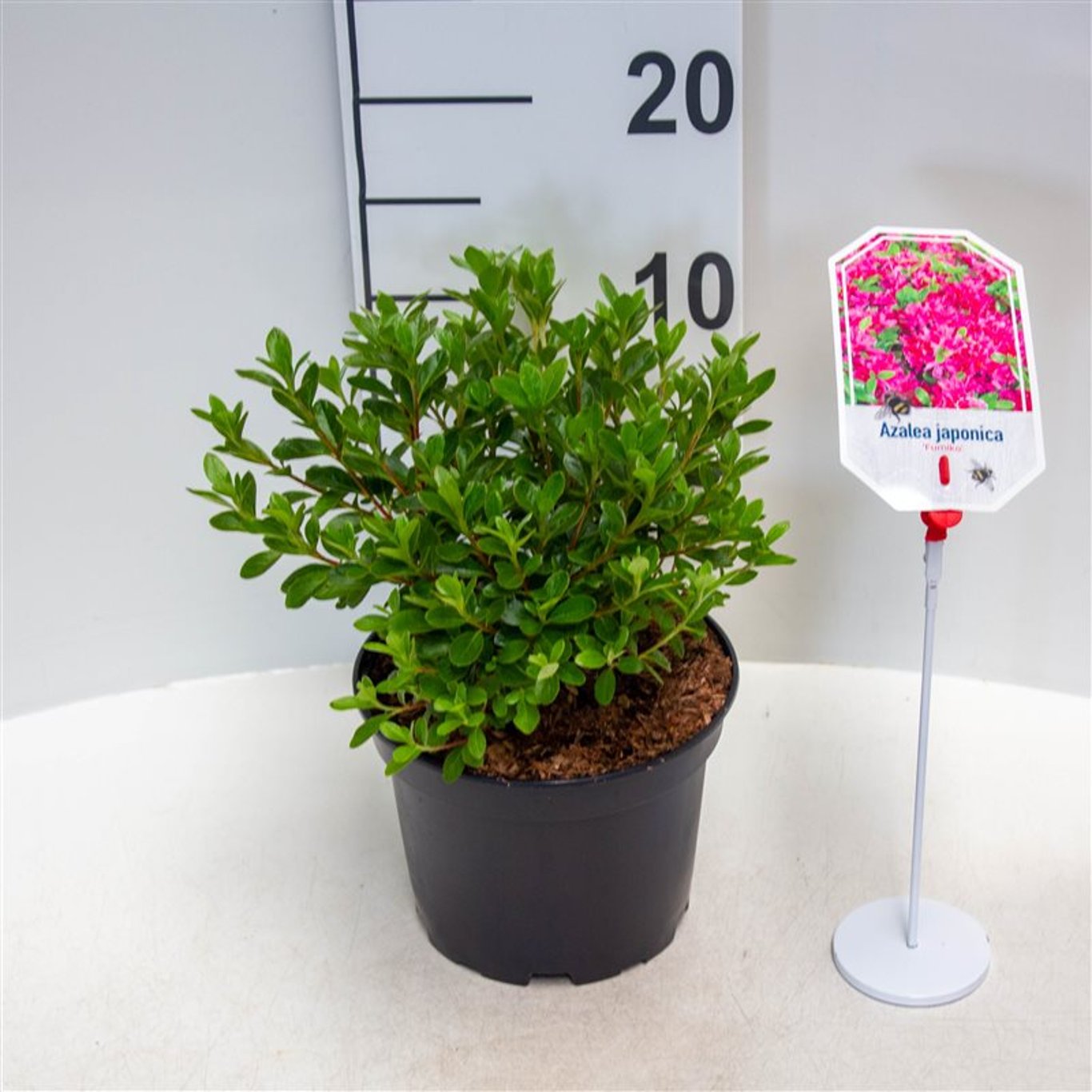 Rhododendron – Rhododendron (AJ); 'Fumiko' - C2 20-25 CM