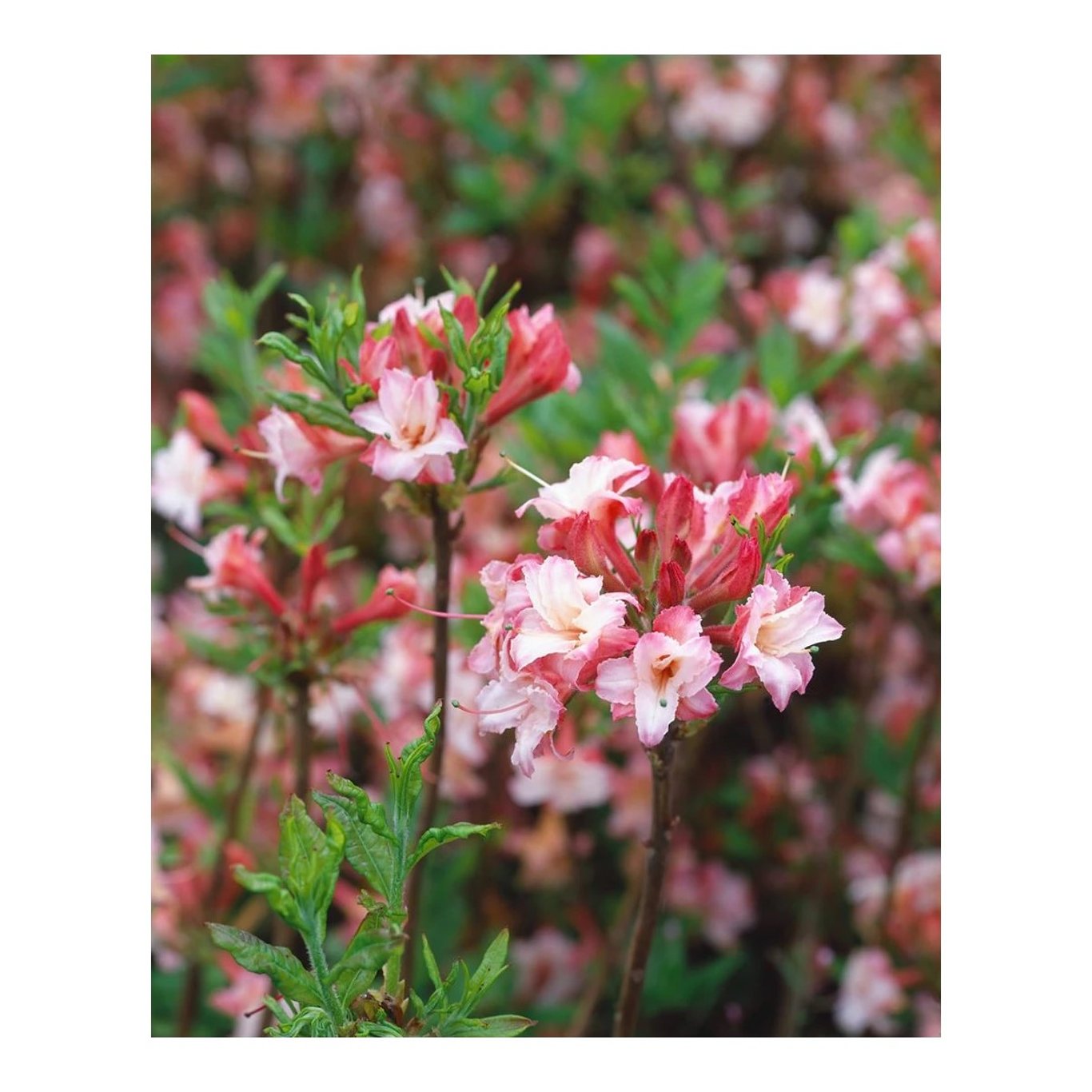 Rhododendron – Rhododendron luteum 'Pink and Sweet' - C5 30-40 CM