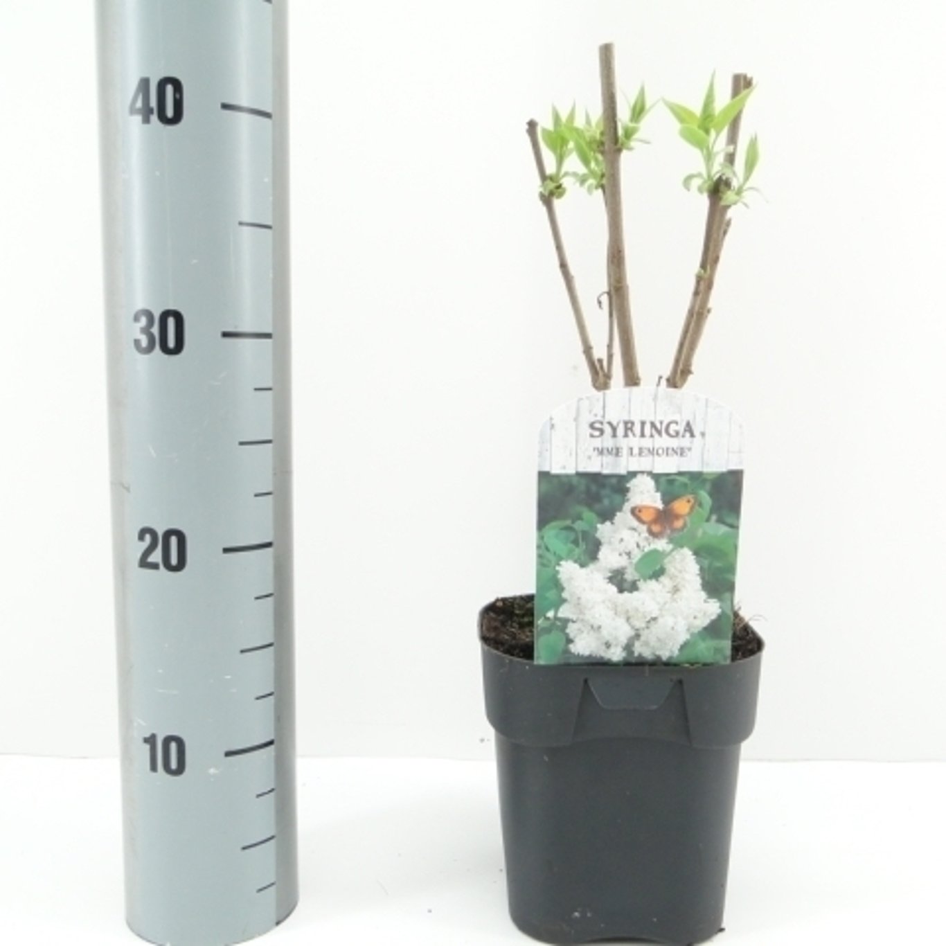 Syren (V); – Syringa vulgaris 'Mme Lemoine' - C2