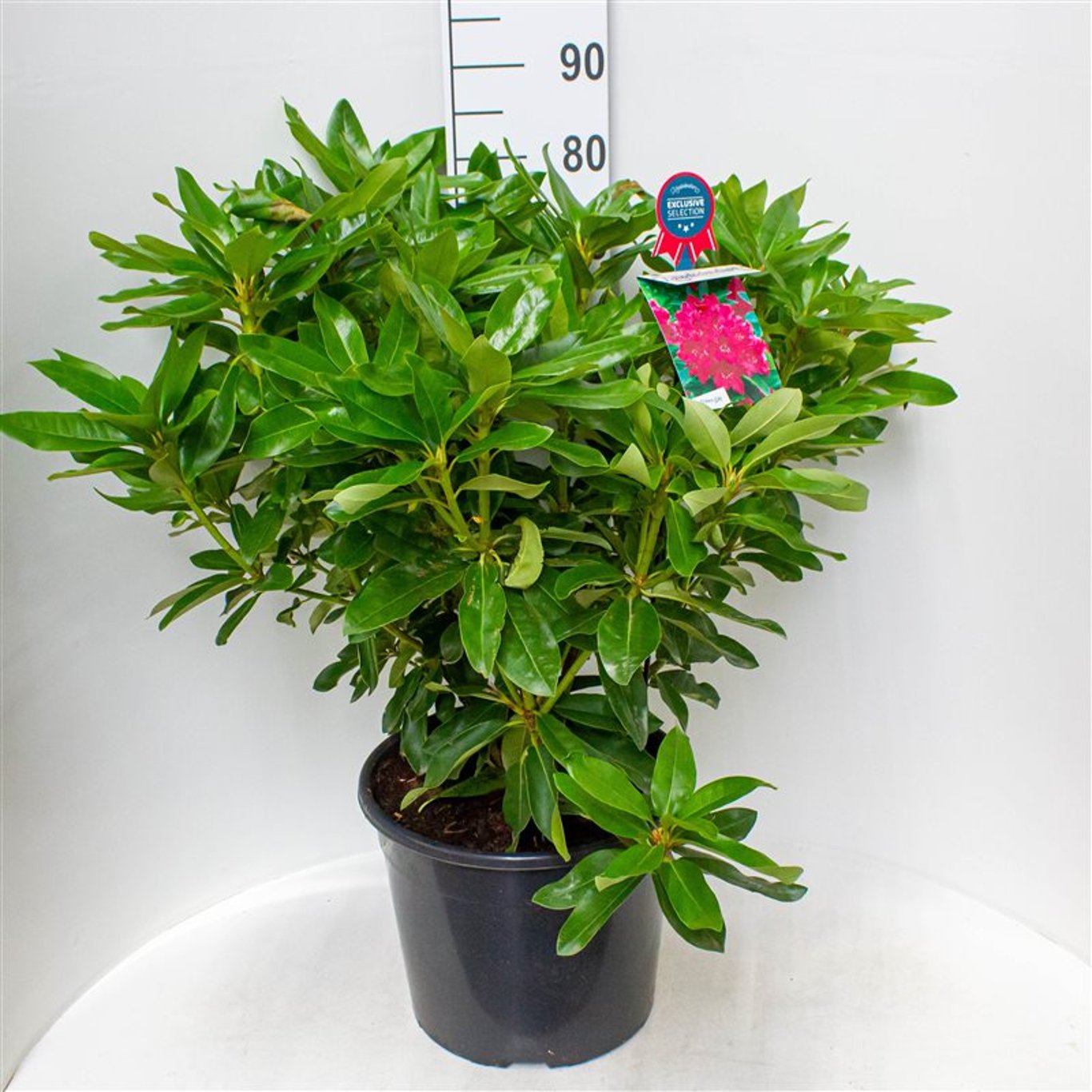 Rhododendron – Rhododendron 'Old Port' - C20 60-70 CM