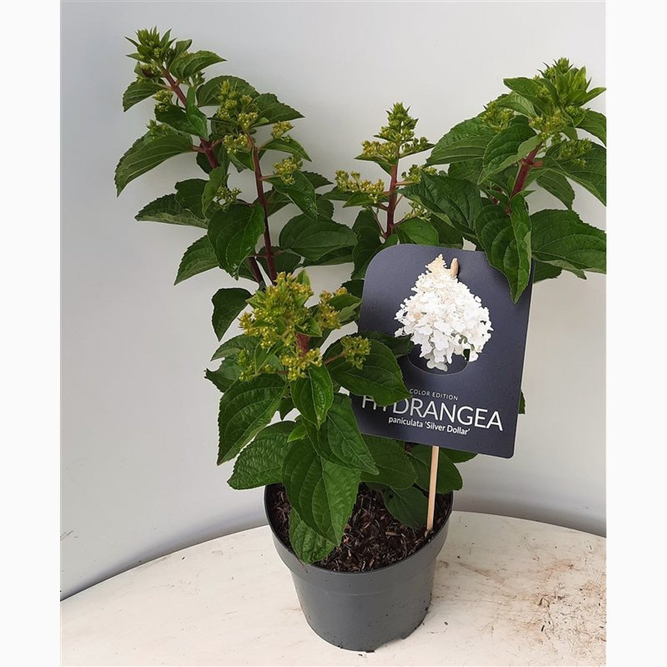 Syrenhortensia – Hydrangea paniculata 'Silver Dollar' - C3 30-40 CM