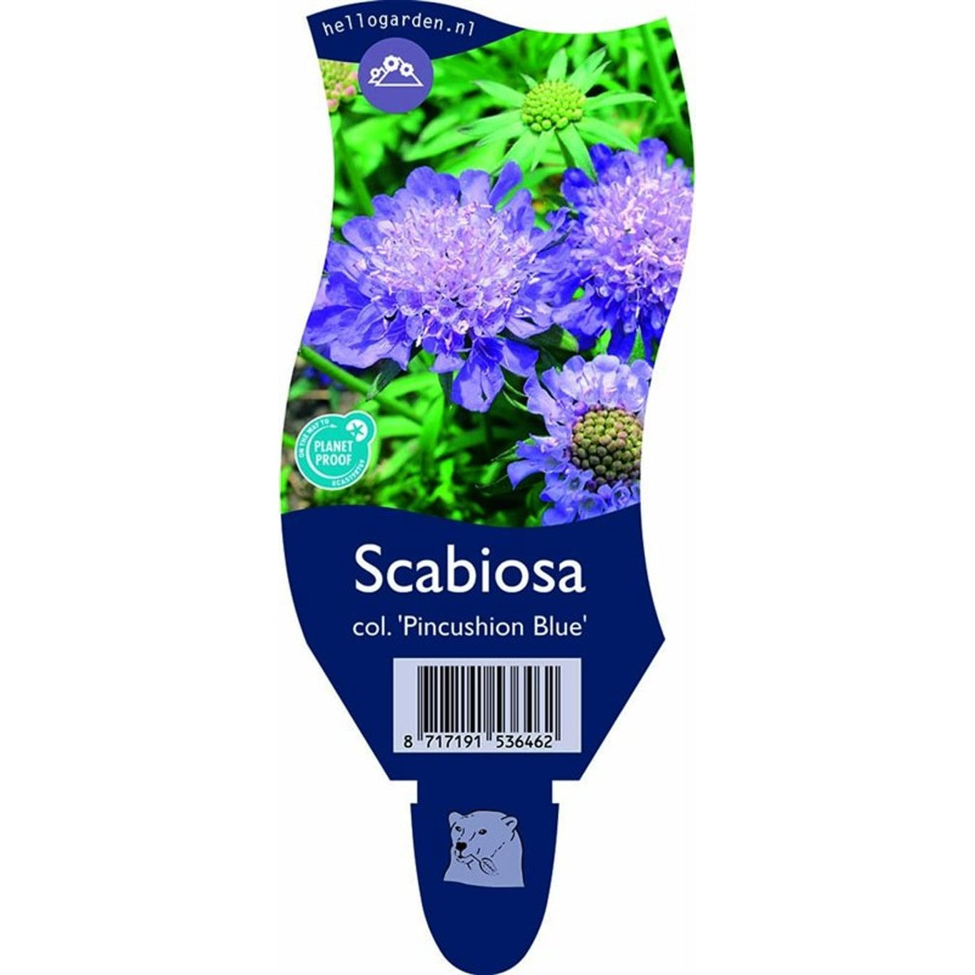 Åkervädd – Scabiosa columbaria &