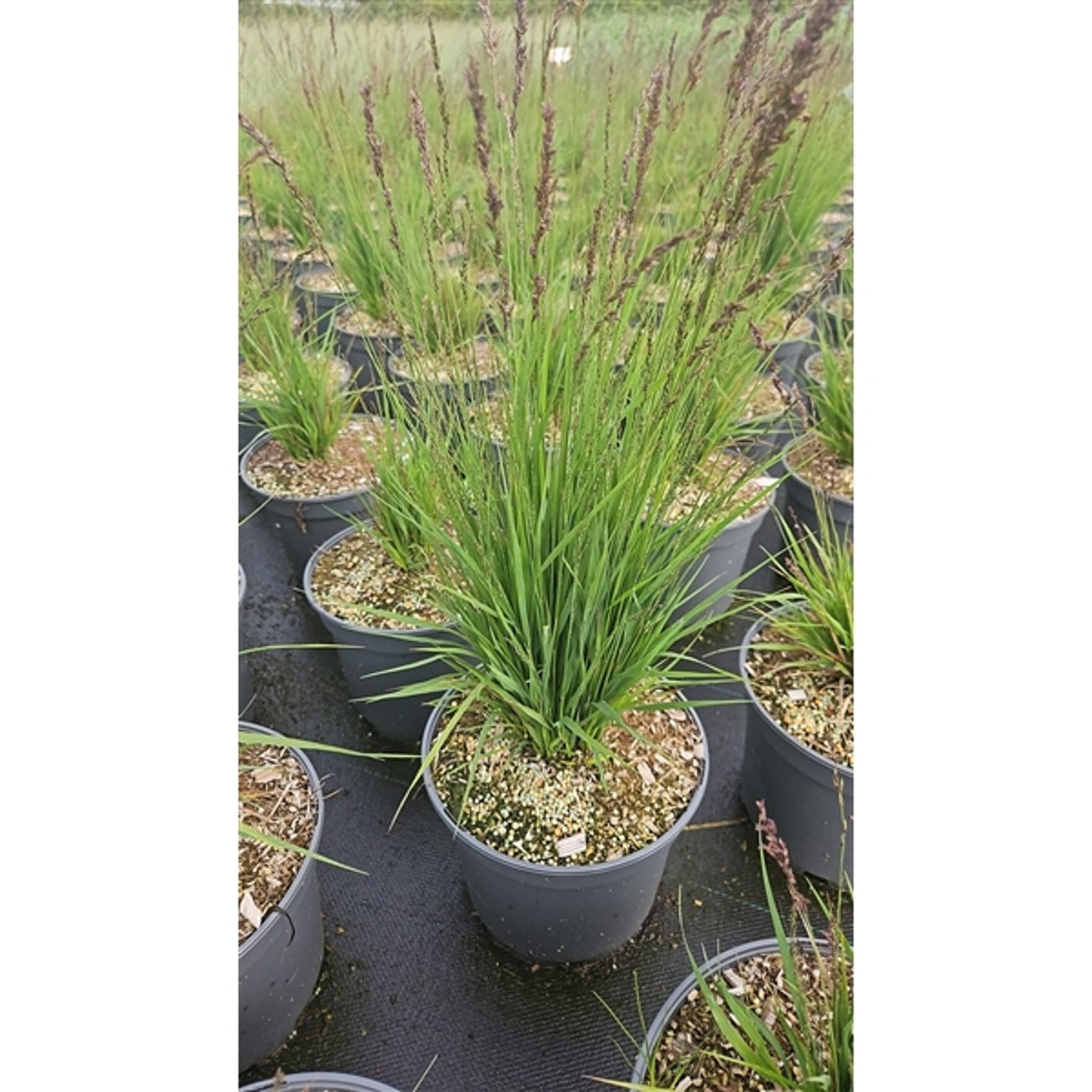 Blåtåtel – Molinia caerulea 'Heidezwerg' - C5