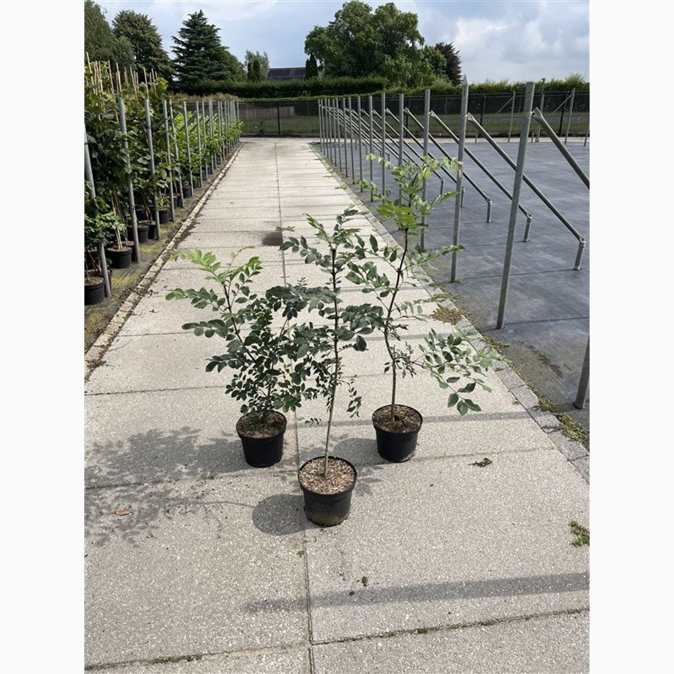 Ask – Fraxinus excelsior - C5 80-100 CM