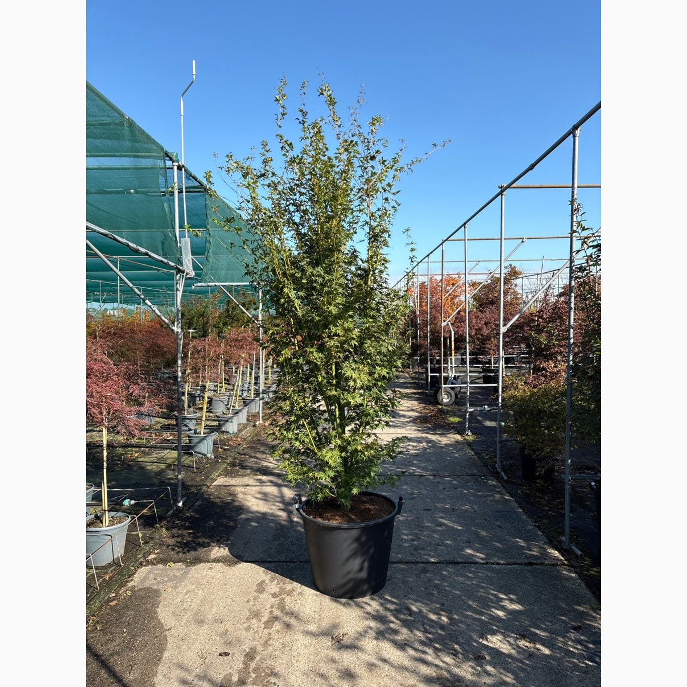 Japansk lönn – Acer pal. 'Going Green' - 250-300 CM in Cont.