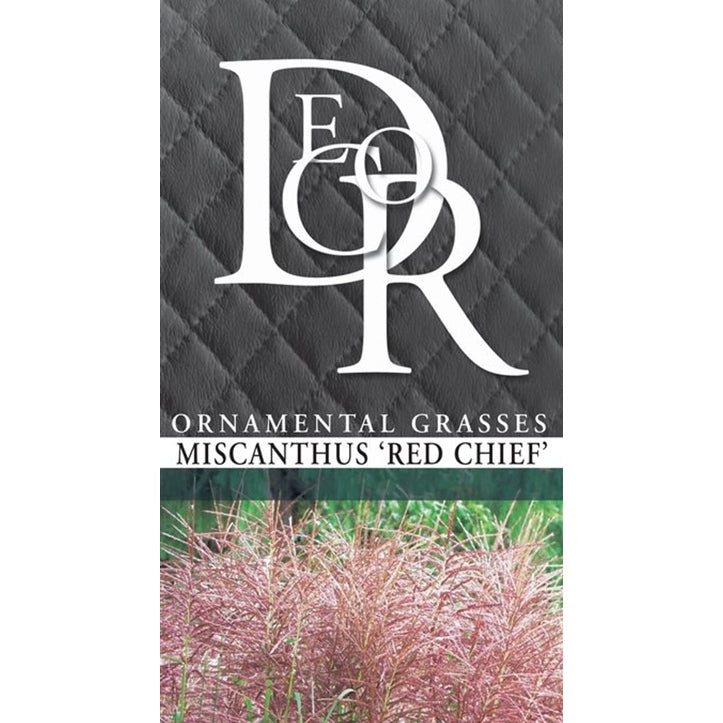 Glansmiskantus – Miscanthus sinensis 'Red Chief' - C10