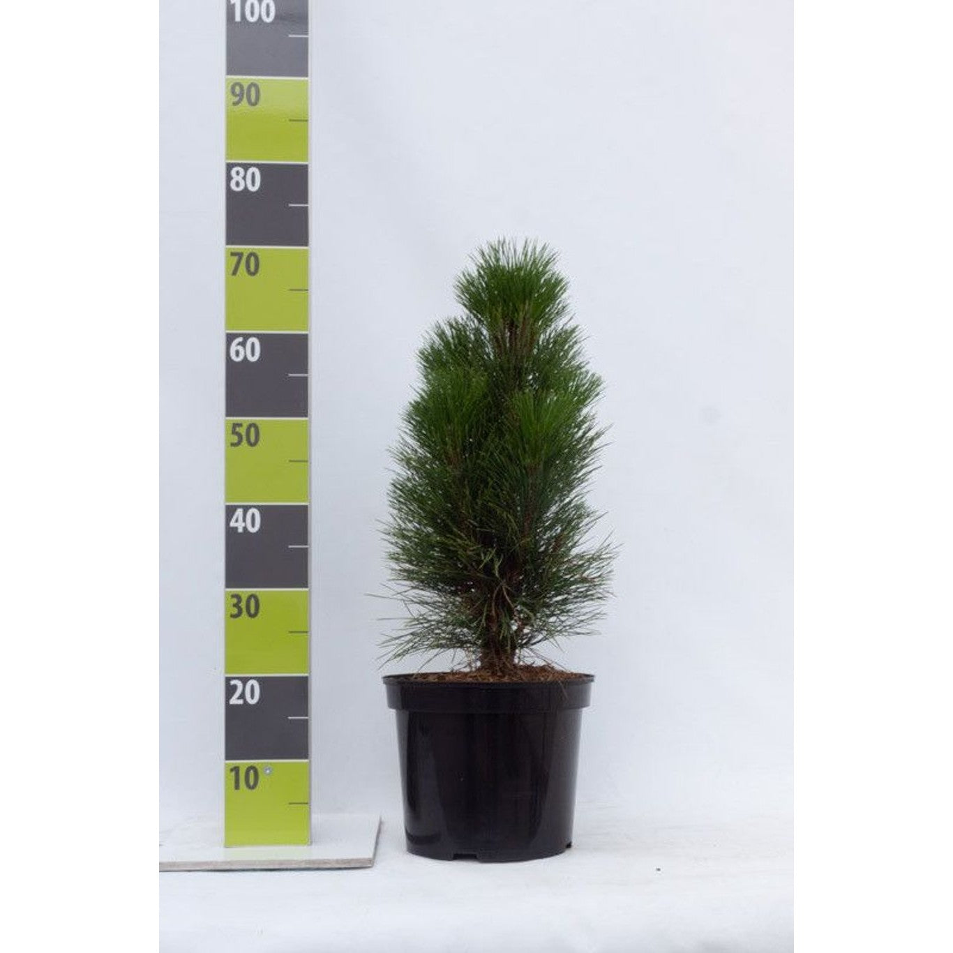 Svarttall – Pinus nigra 'Green Tower' - C7 40-60 CM
