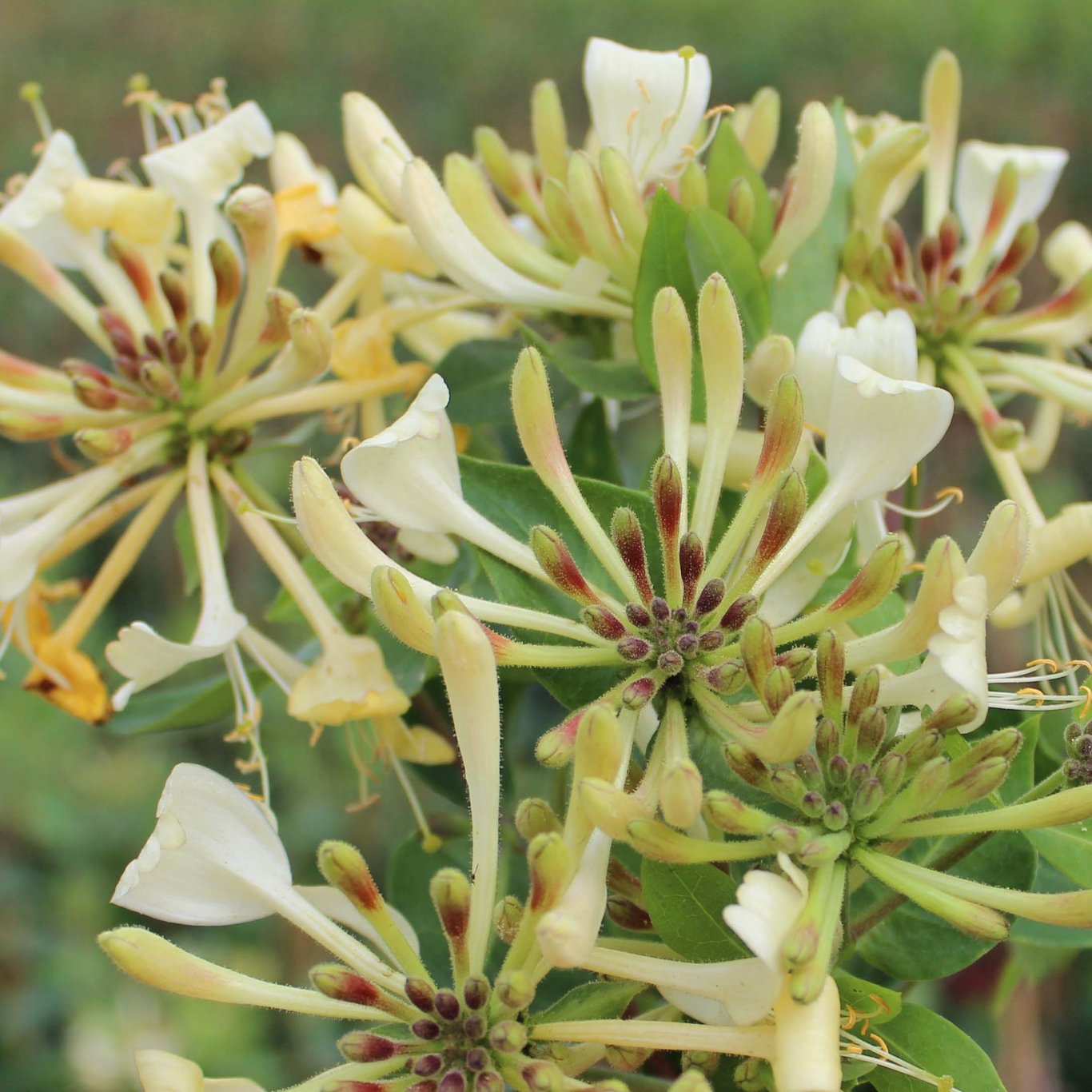 Kaprifol – Lonicera periclymenum 'Graham Thomas' - C2 50-60 CM 3 Stick