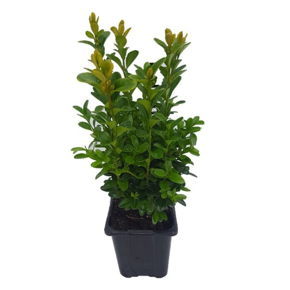 Buxbom – Buxus sempervirens - P8