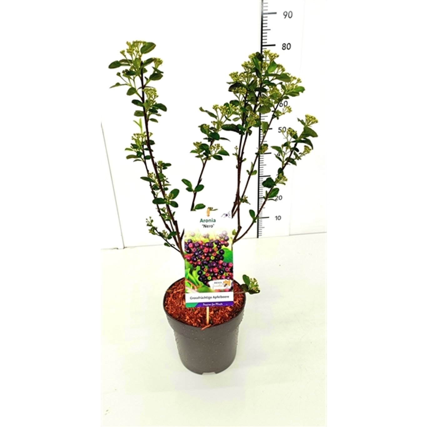 Slånaronia – Aronia prunifolia 'Nero' - C5 50-60 CM