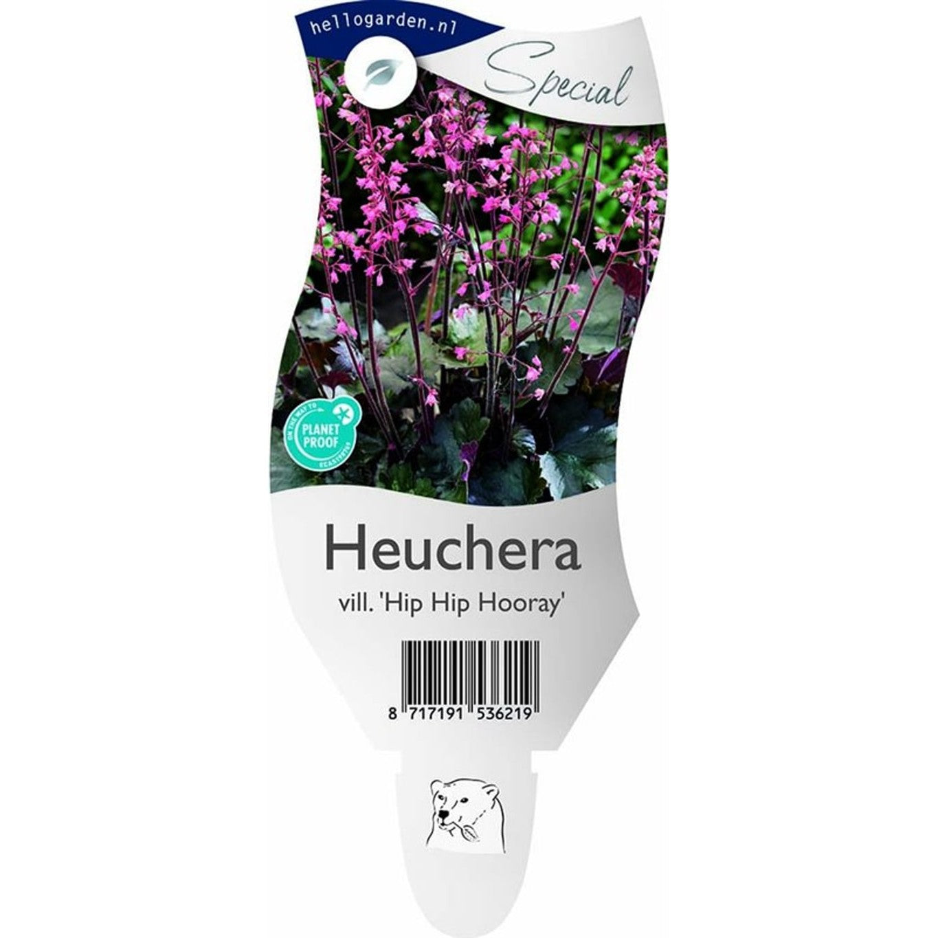 Alunrot – Heuchera villosa &