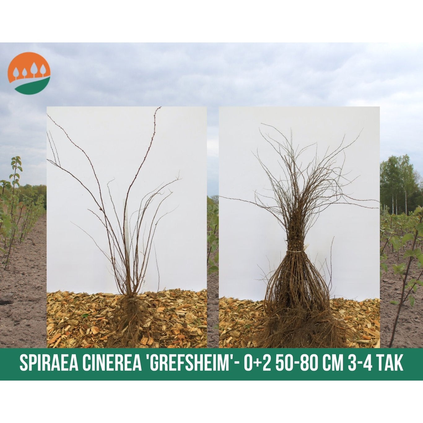 Gråspirea – Spiraea cinerea 'Grefsheim' - 50-80 CM bare root 0/2 3-4 branche