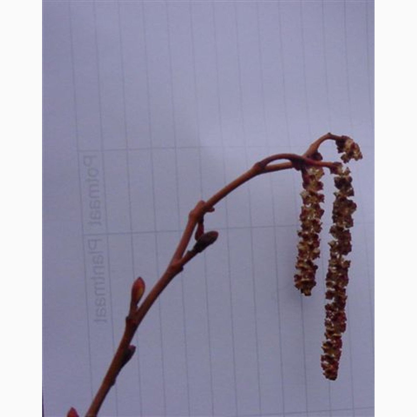 Gråal – Alnus inc. 'Aurea' - C15 200-250 CM