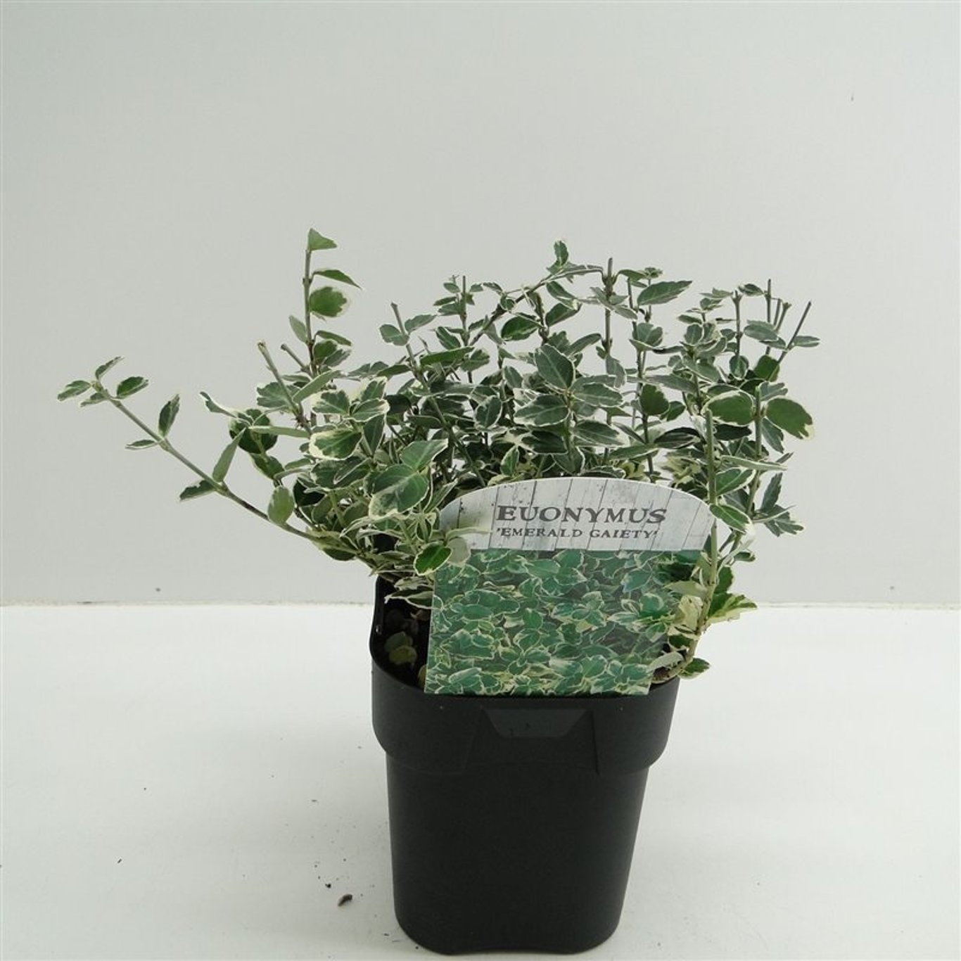 Klätterbenved – Euonymus fortunei 'Emerald Gaiety' - C2