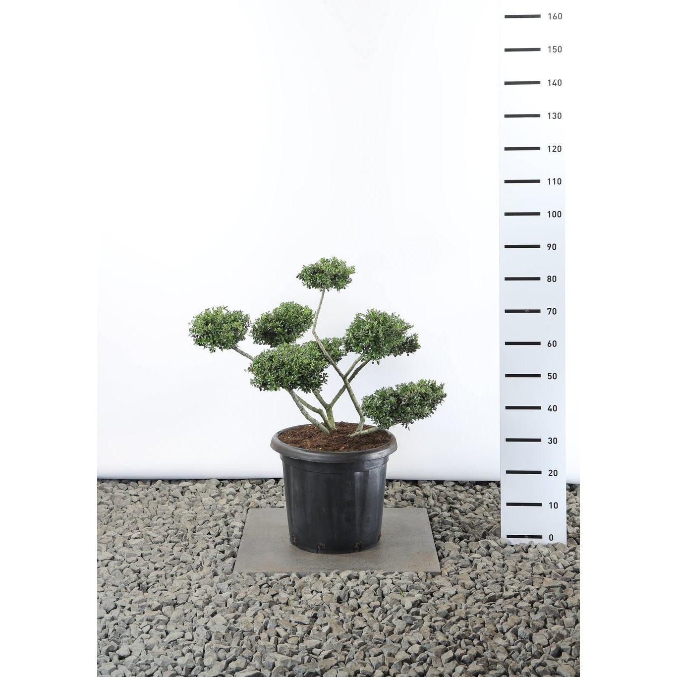 Japansk järnek – Ilex crenata 'Stokes' - 60-70 CM Multiplateau EXTRA in Cont.